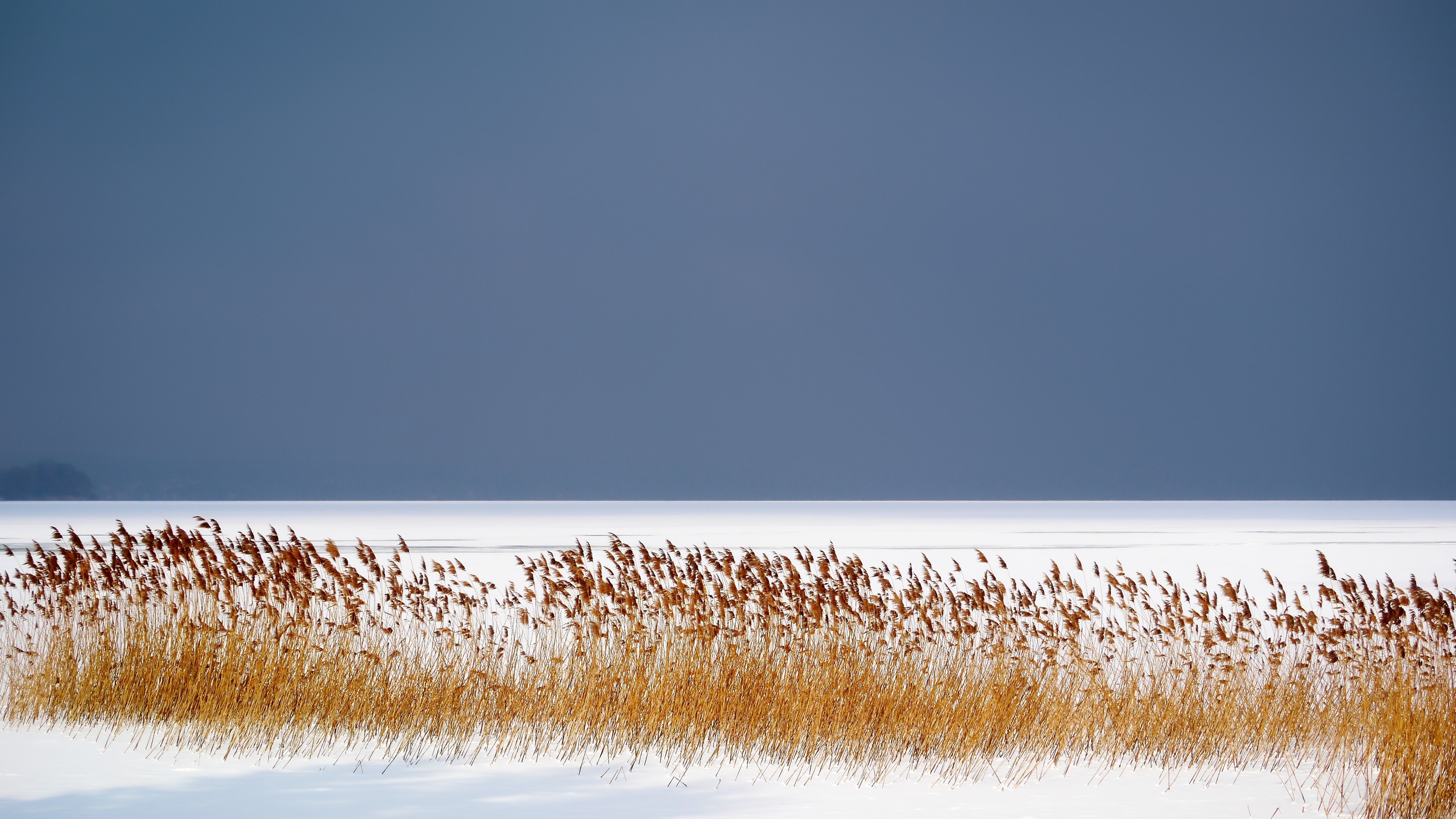 Winter scene with reeds on a frozen lake HD Wallpaper
