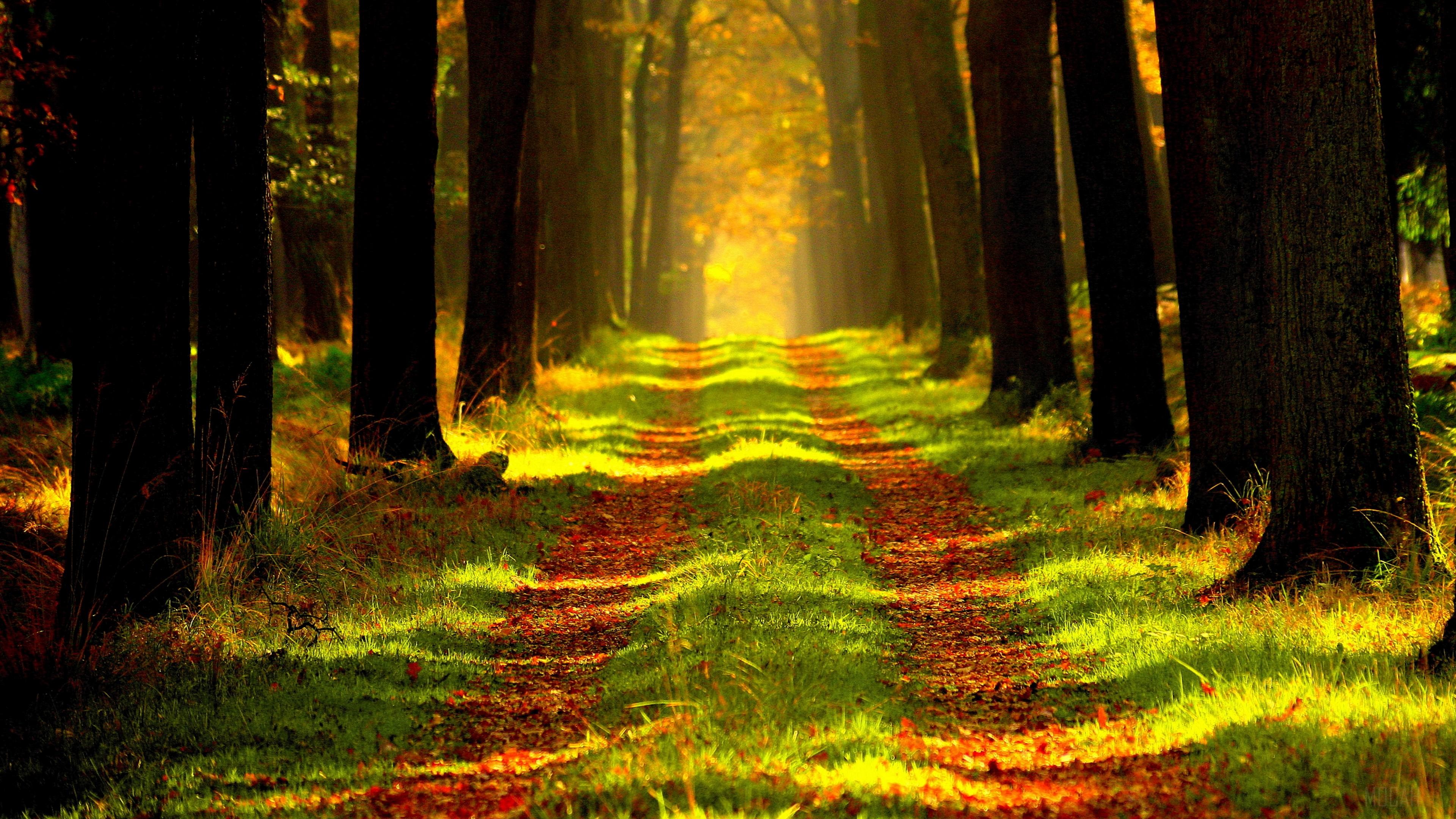 Forest path with sunbeams in 4K HD Wallpaper