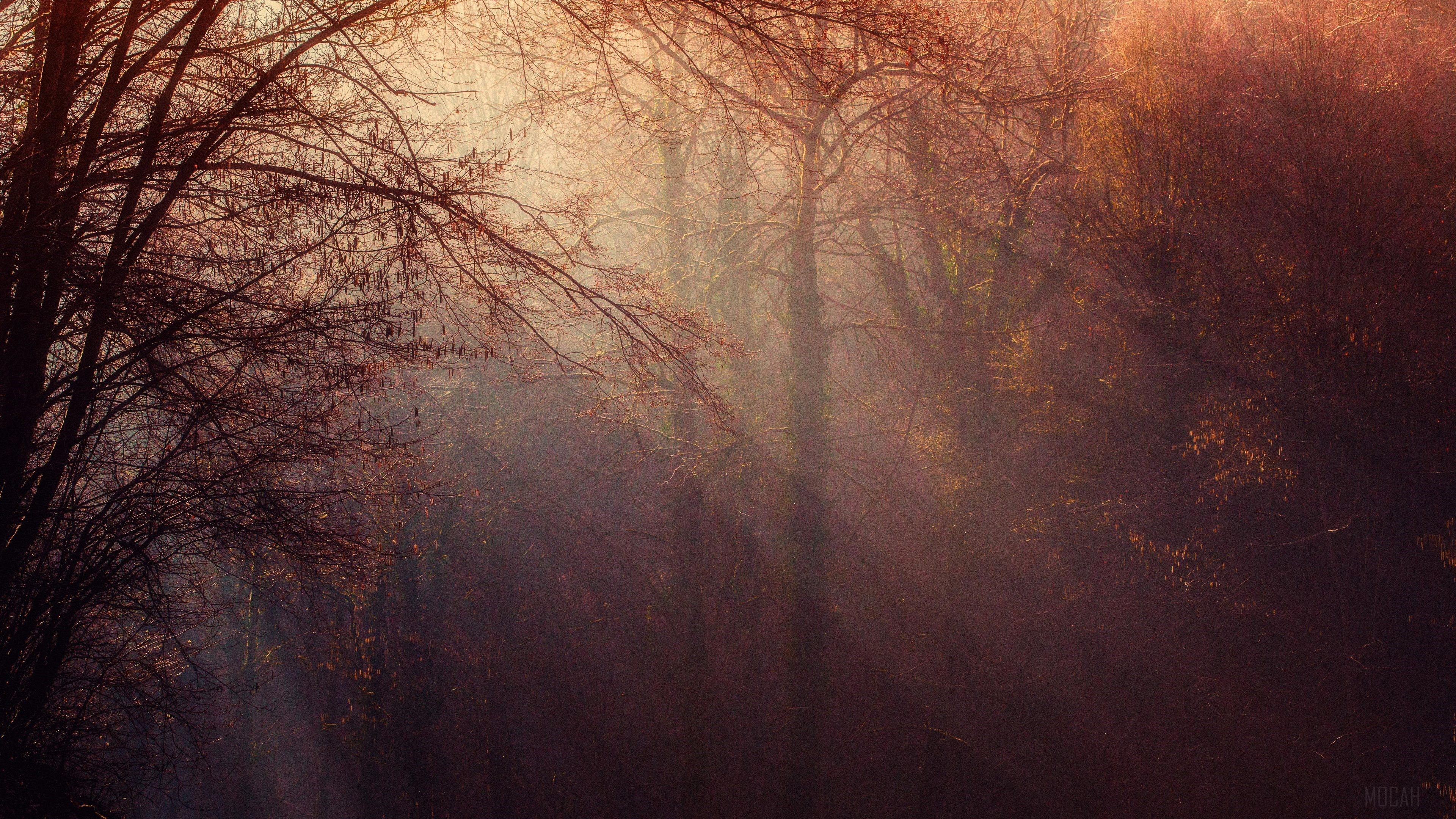 Autumn Forest with Sunbeams in Soft Light HD Wallpaper