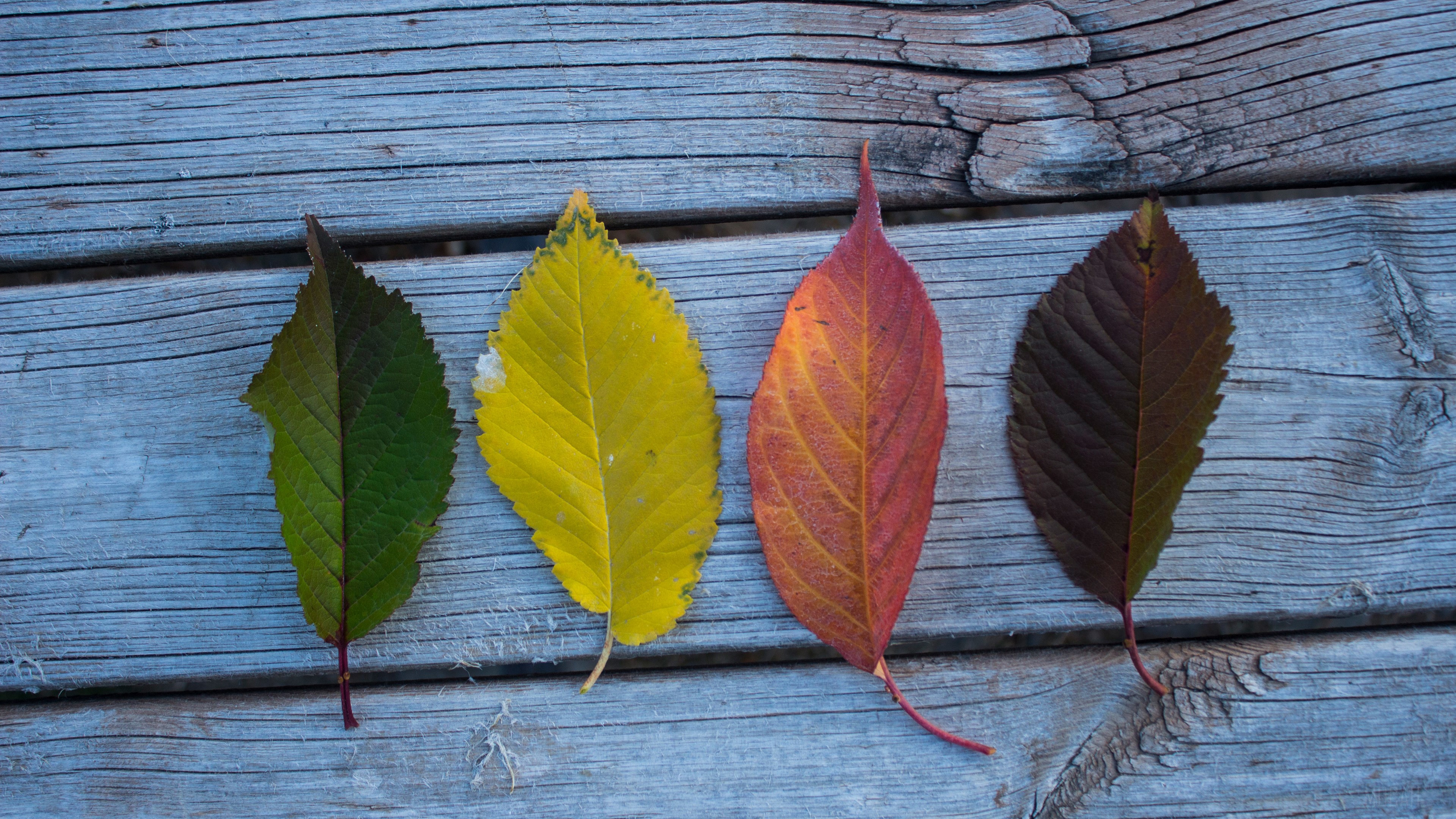 Four colorful leaves on weathered wood HD Wallpaper
