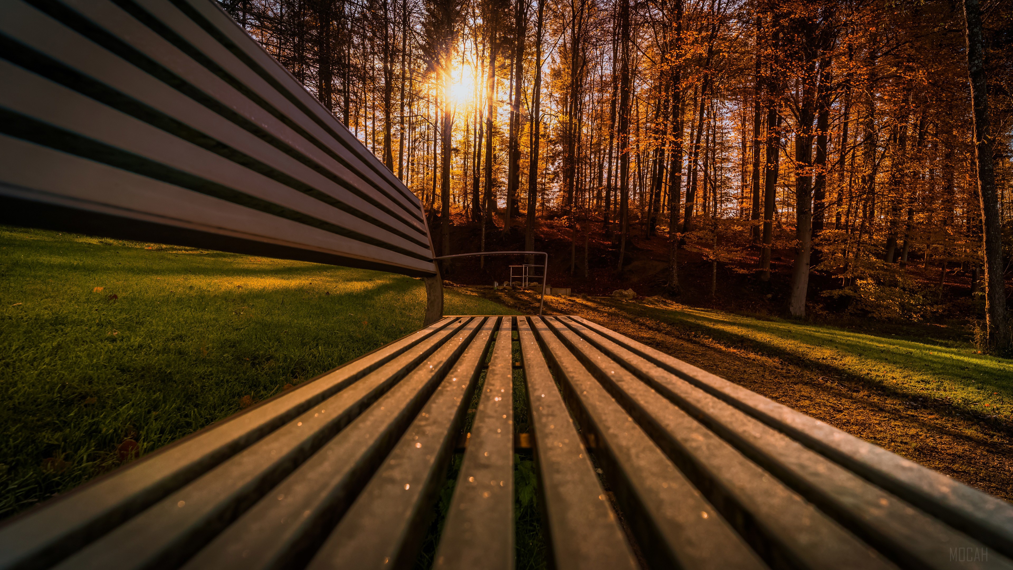 Bench in a forest with sunbeams HD Wallpaper