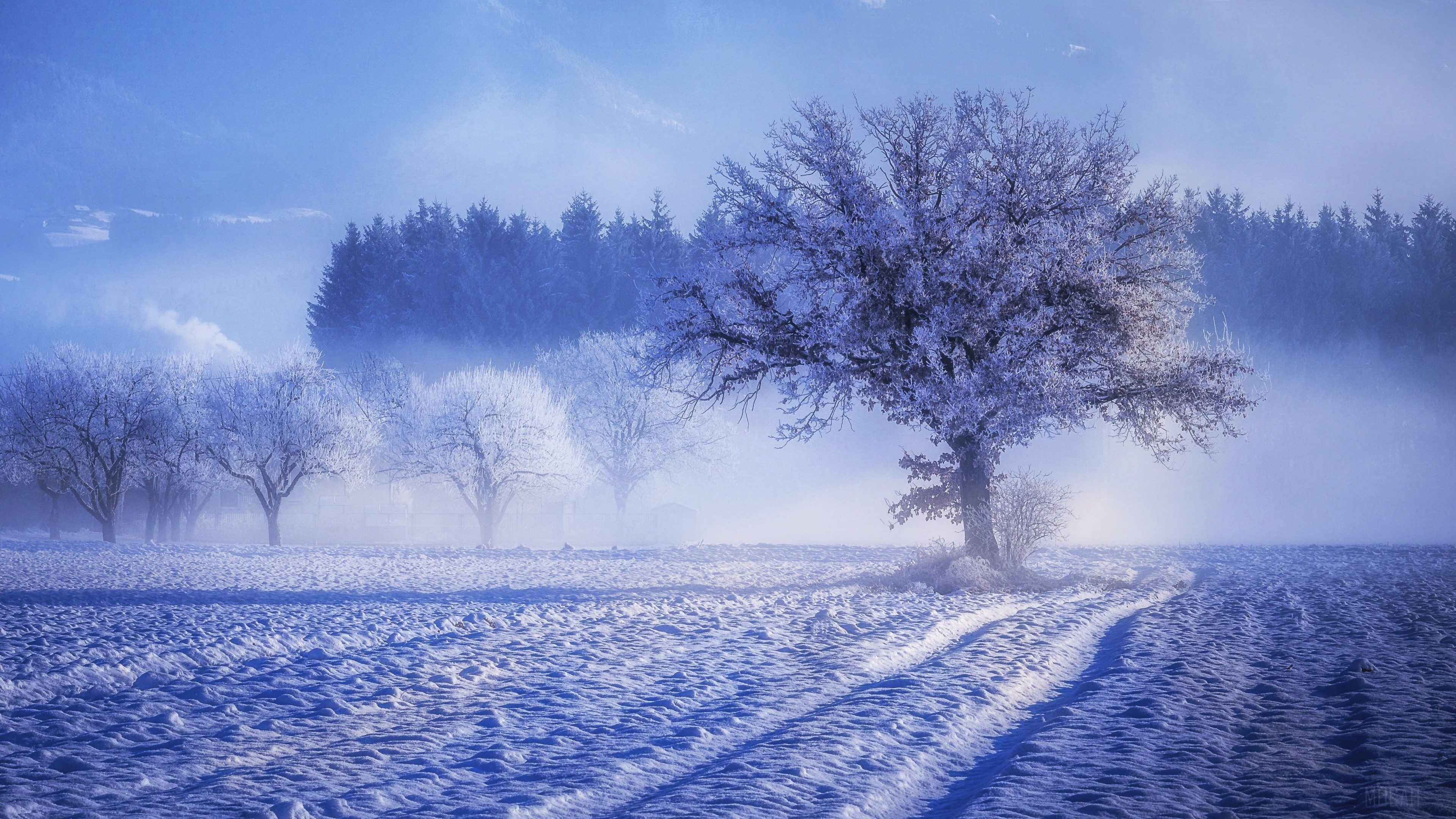Winter landscape with snow-covered trees and fog HD Wallpaper
