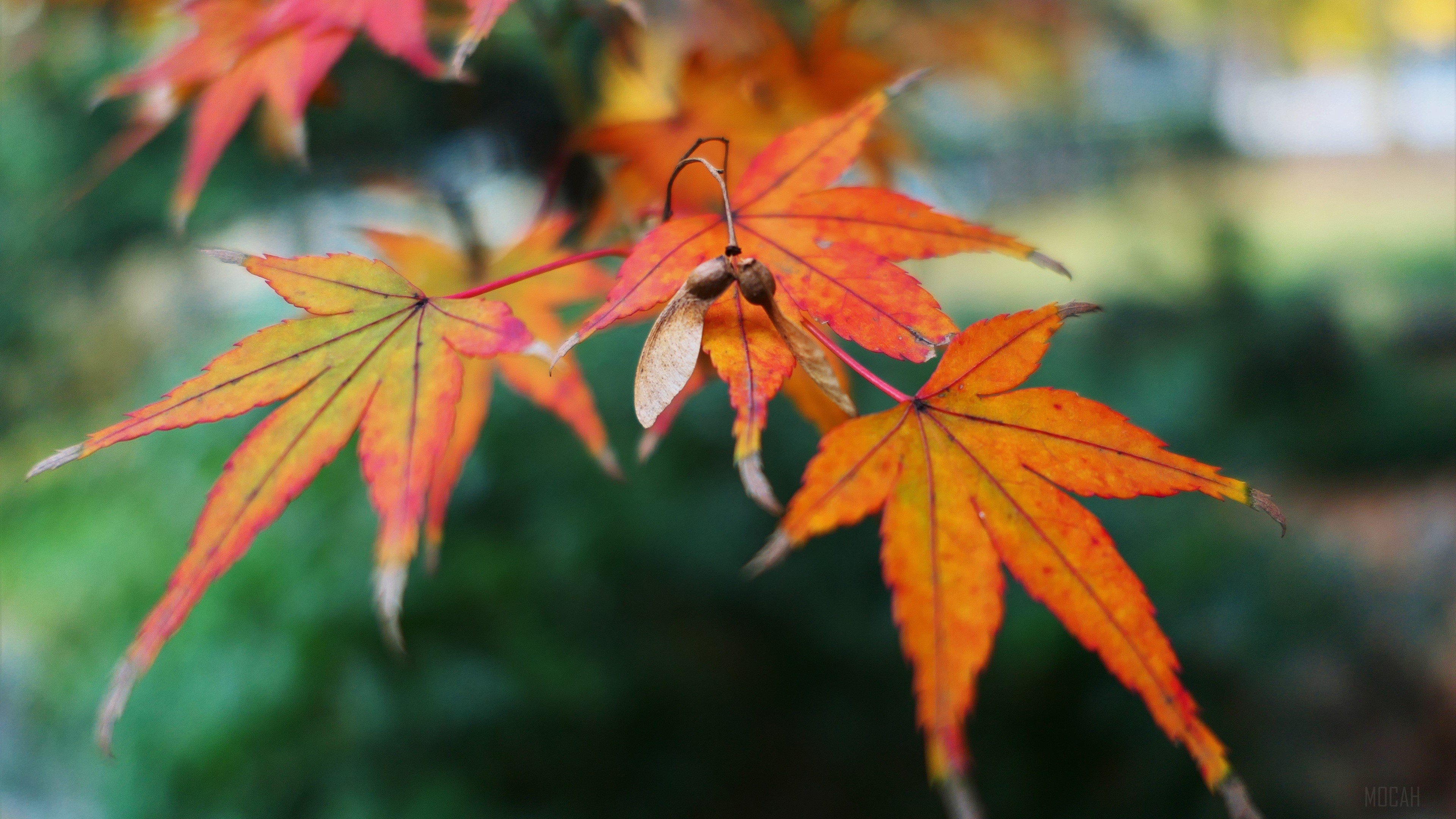 Autumn Maple Leaves with Seeds 4K HD Wallpaper