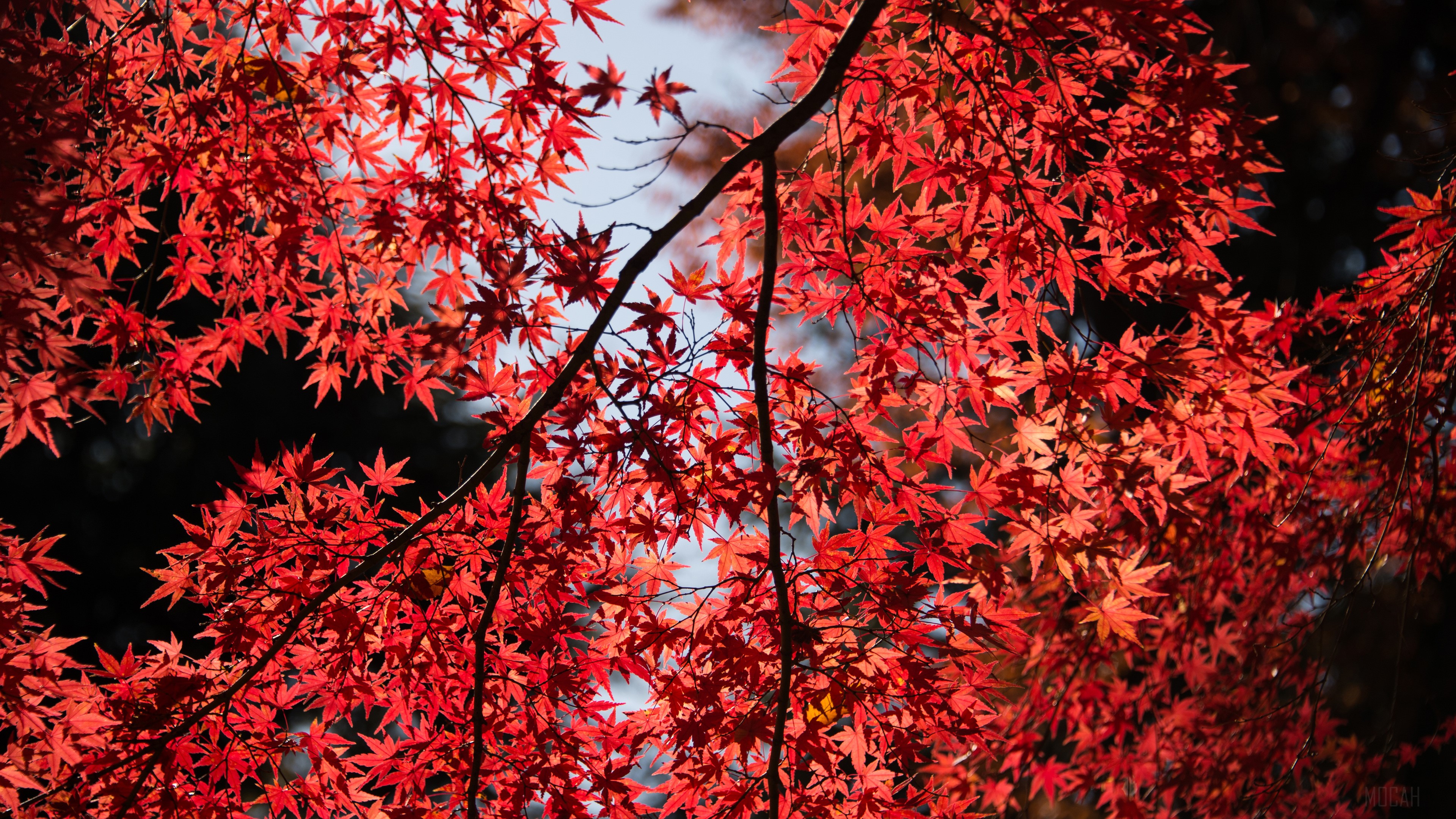 Red Maple Leaves in Sunlight HD Wallpaper