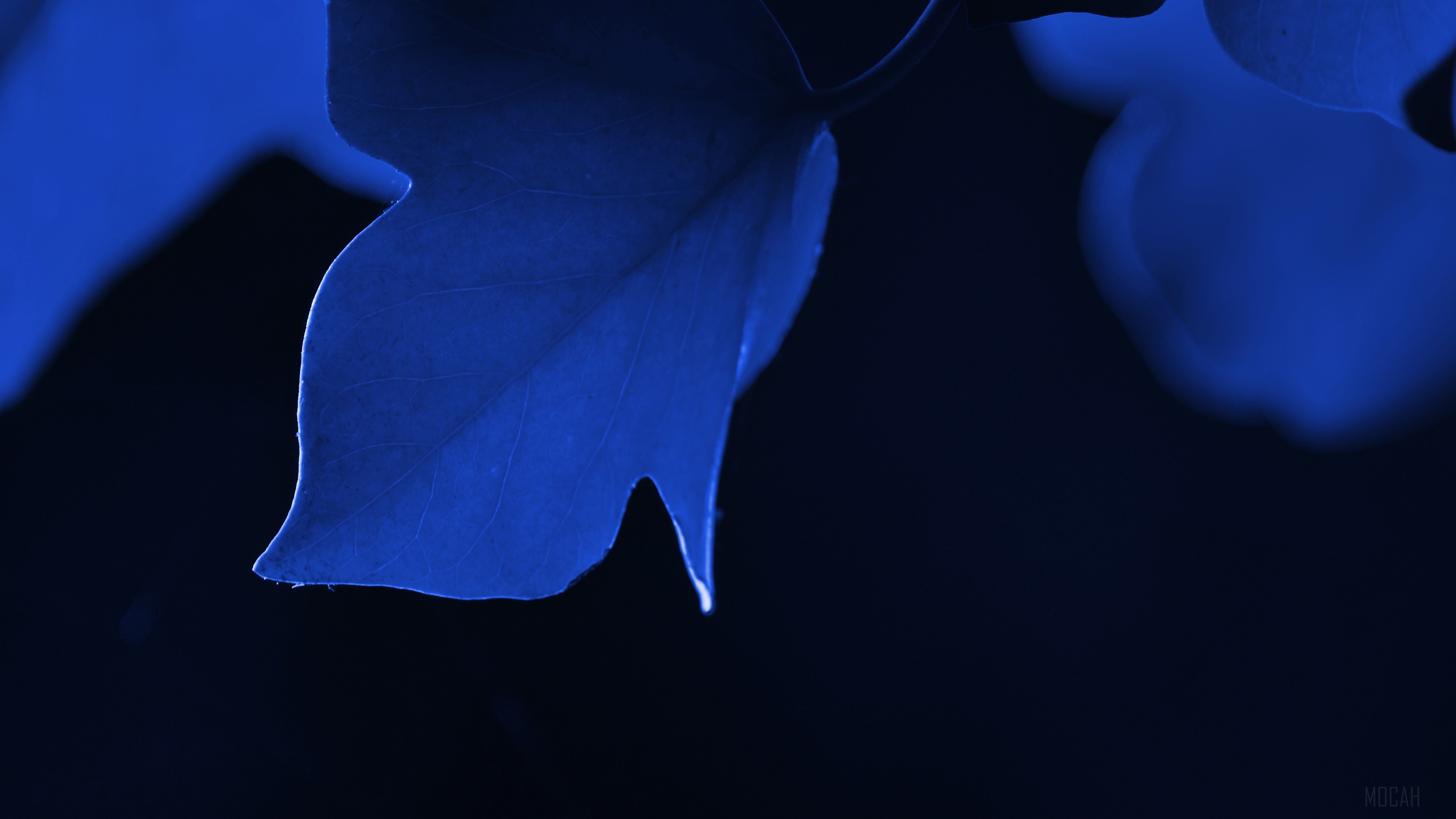 Blue Leaf Macro HD Wallpaper