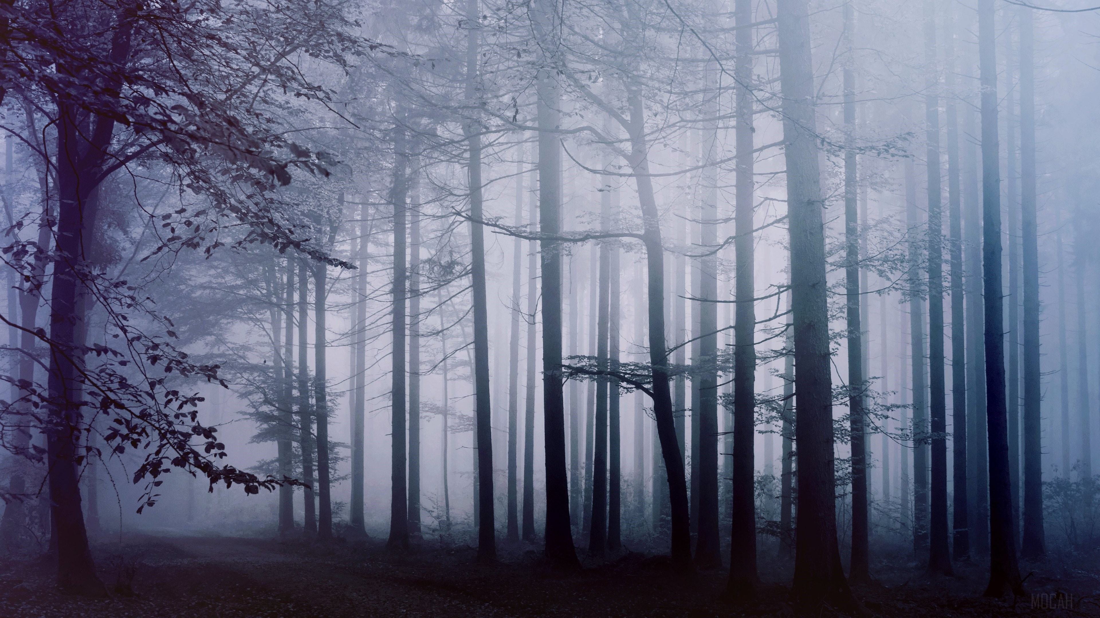 Foggy forest in the morning HD Wallpaper