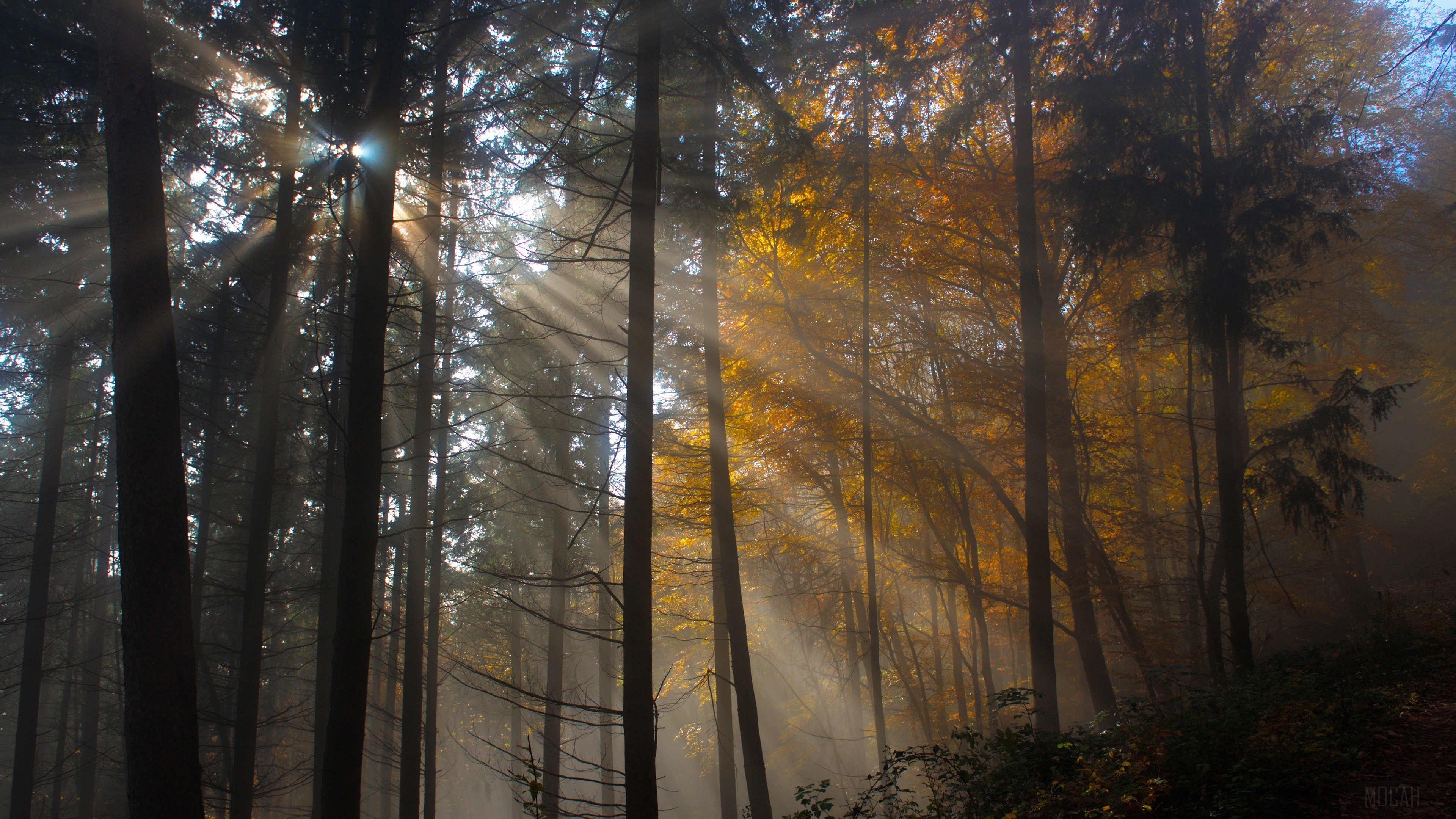Sunlight filtering through trees in a foggy forest HD Wallpaper