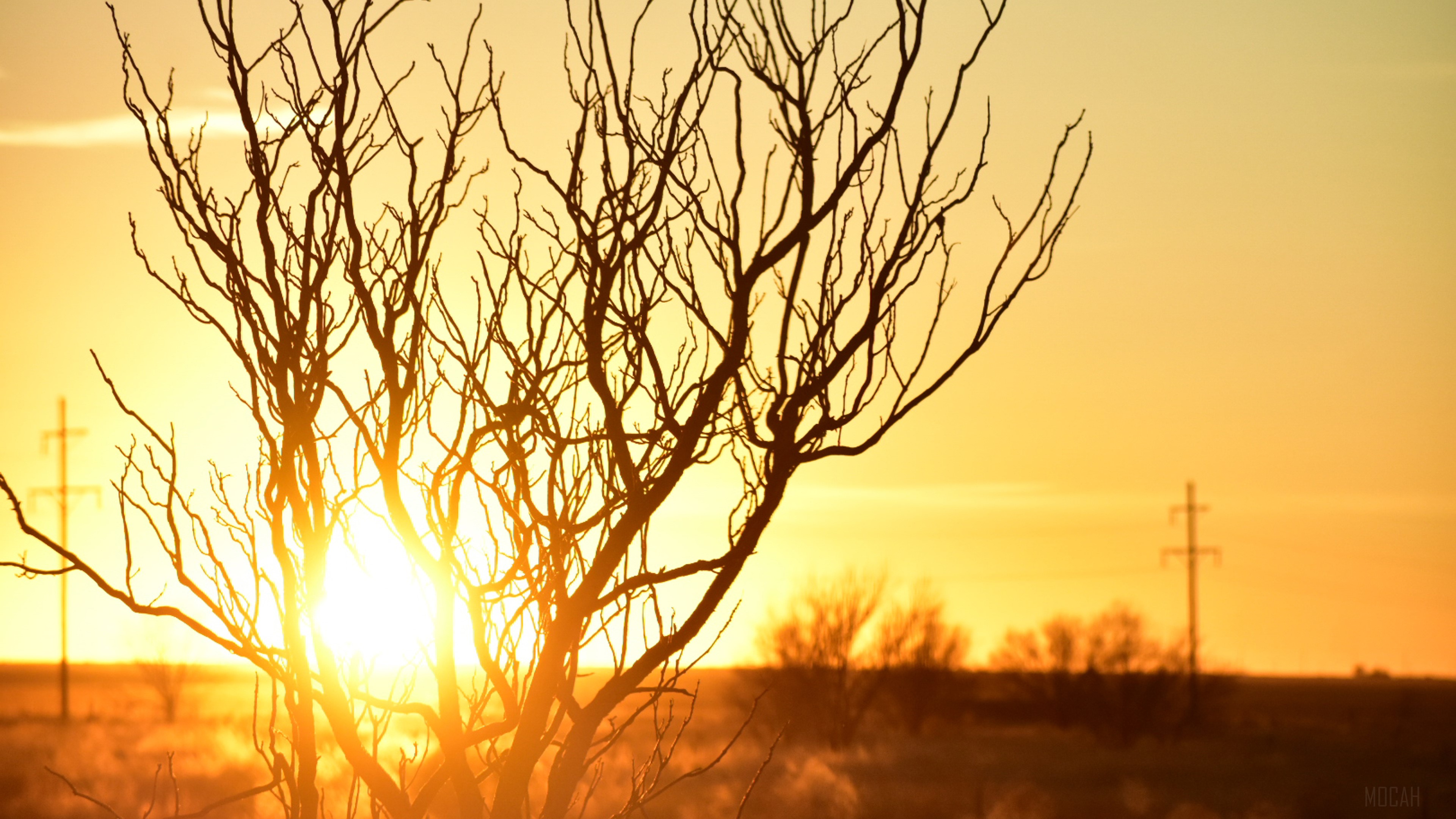 Silhouette of Tree Branches Against Sunset Sky HD Wallpaper