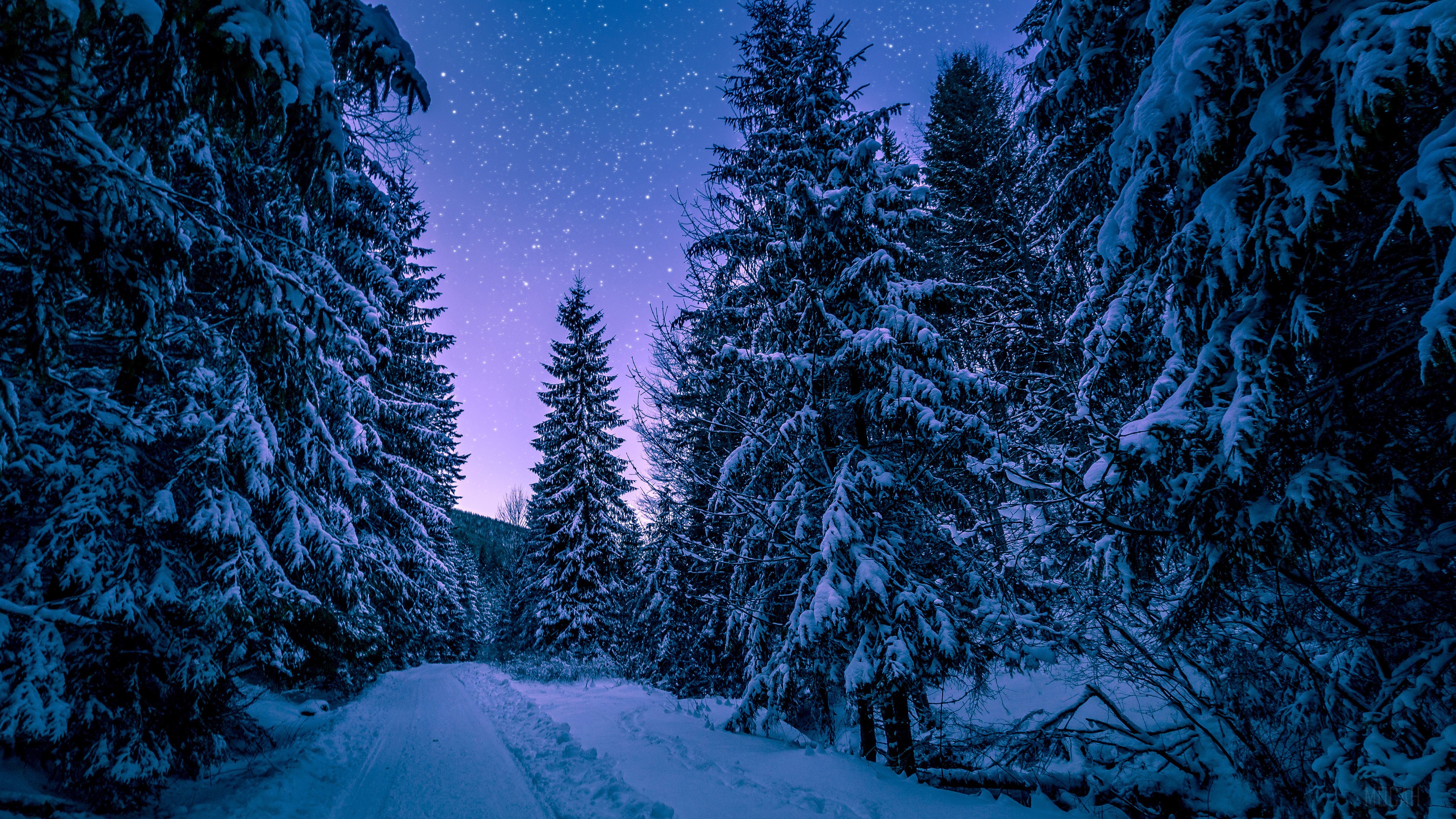 Snow Covered Trees in a Winter Forest at Night 4K HD Wallpaper