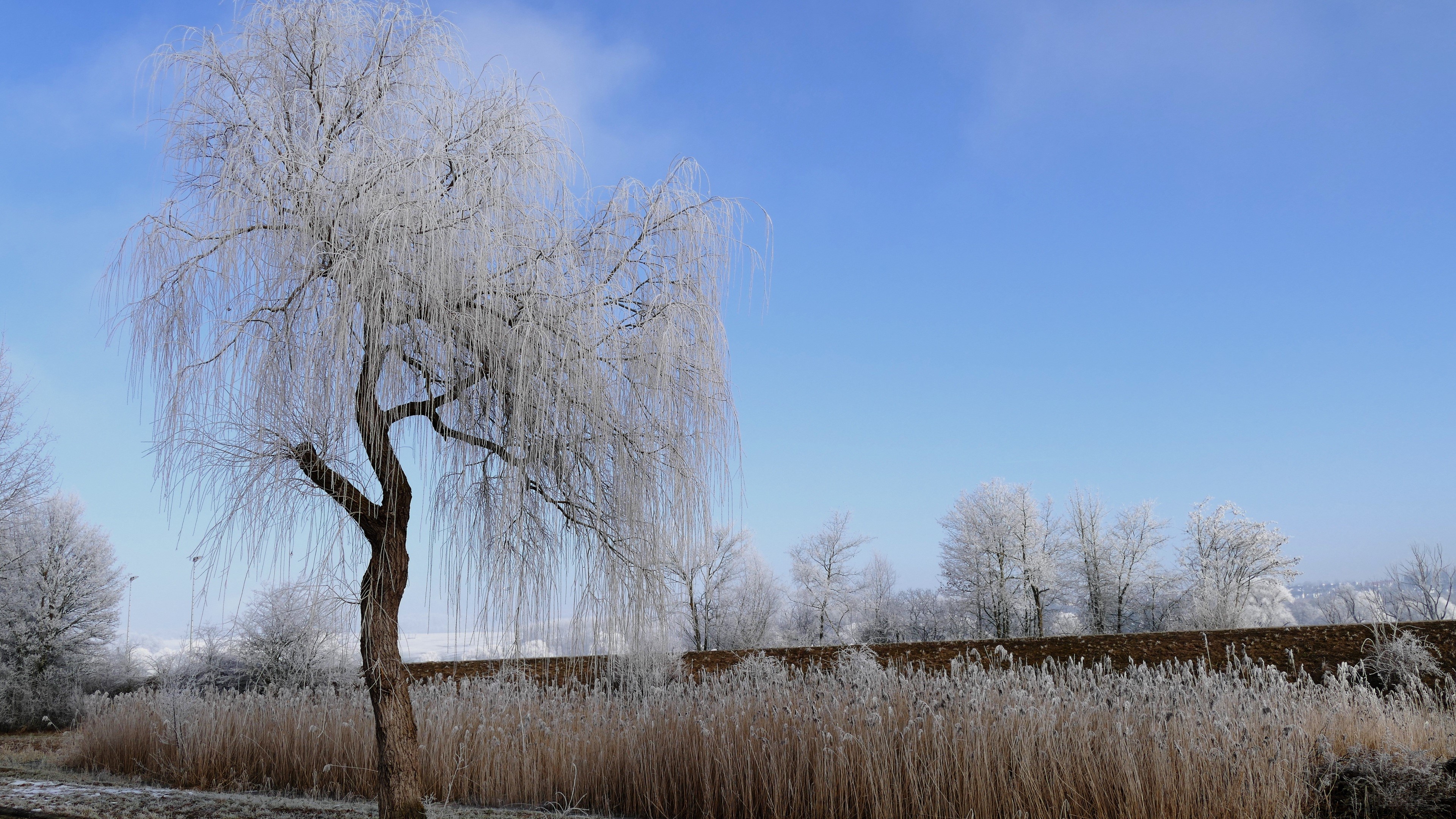 Winter nature with frost-covered trees and reeds HD Wallpaper