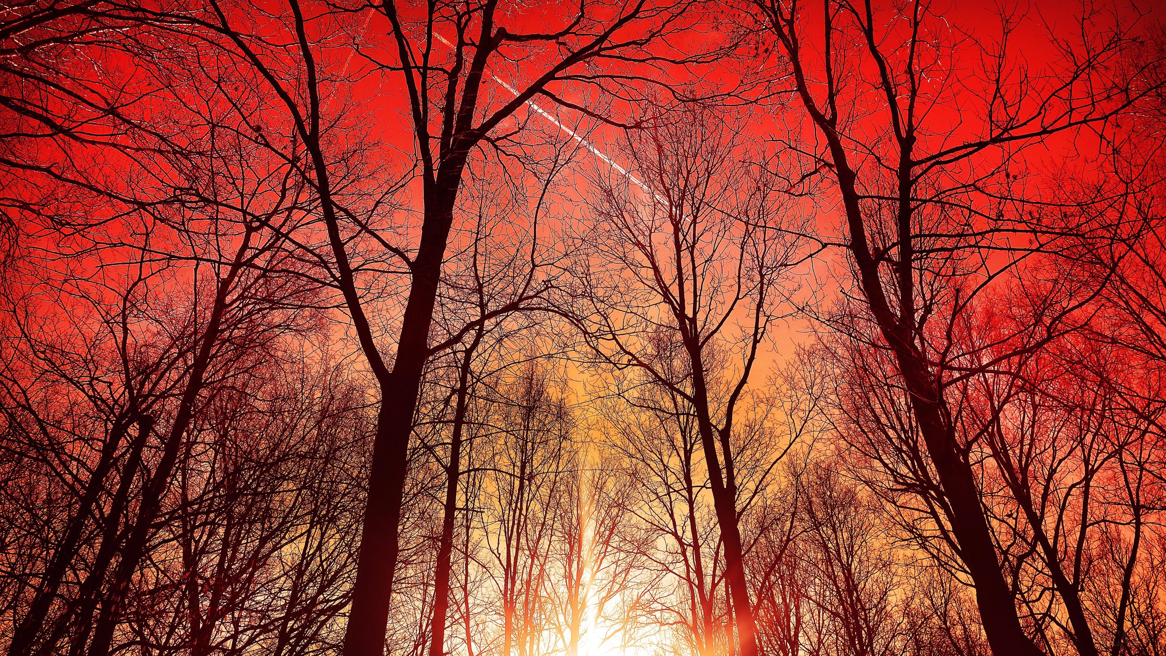 Silhouette of trees against a vibrant red sky HD Wallpaper