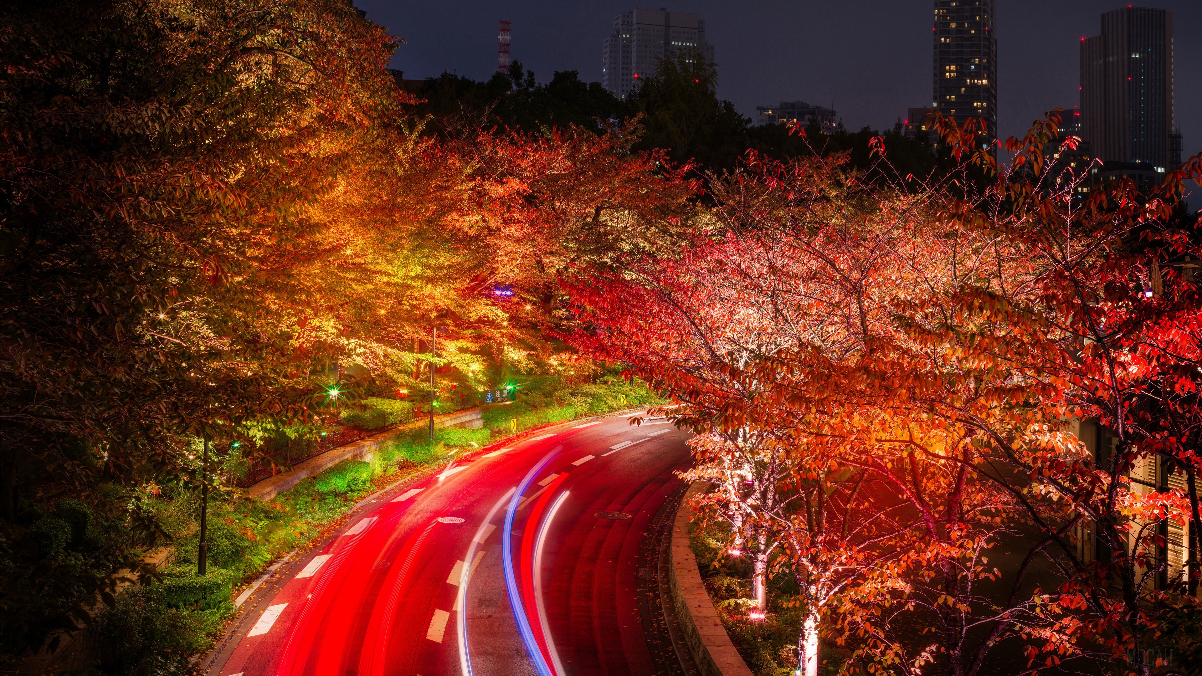 Autumn Trees and Road in Tokyo at Night 4K HD Wallpaper