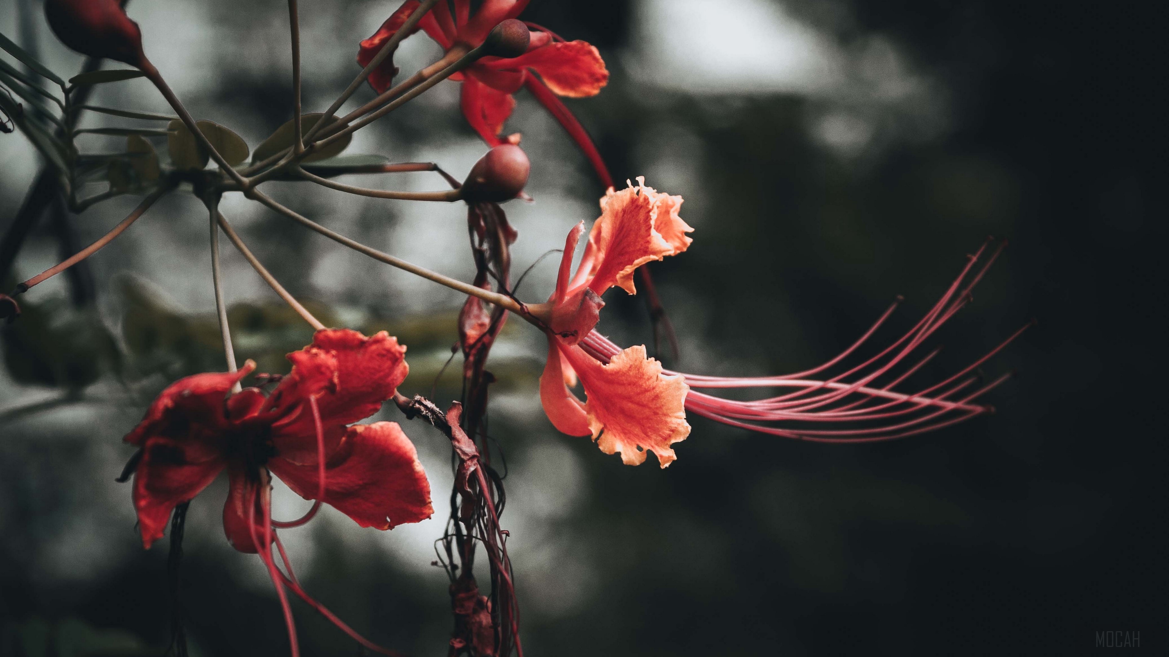Red and orange flowers with long stamens HD Wallpaper