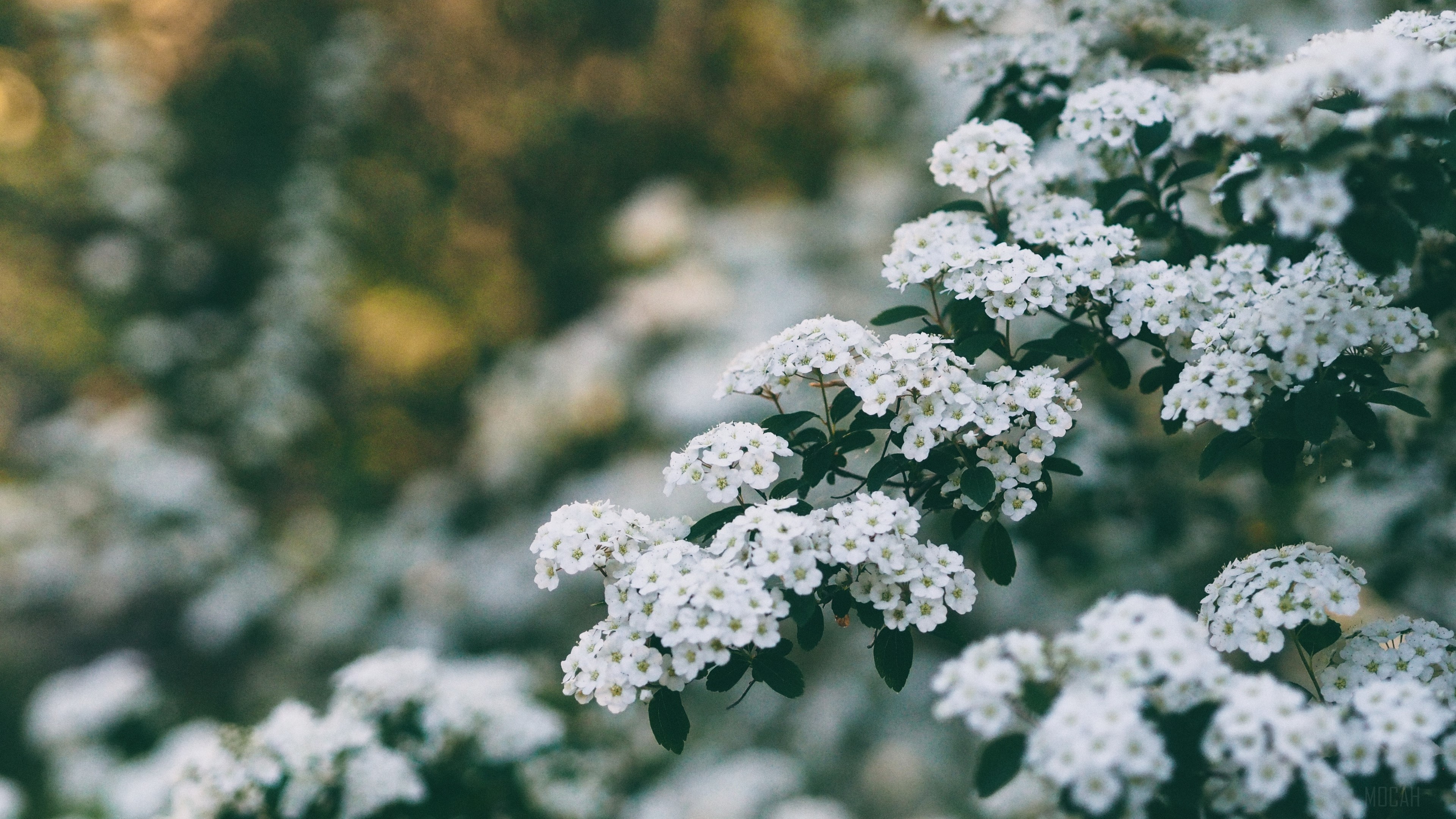 White flowers on a bush in spring 4K HD Wallpaper
