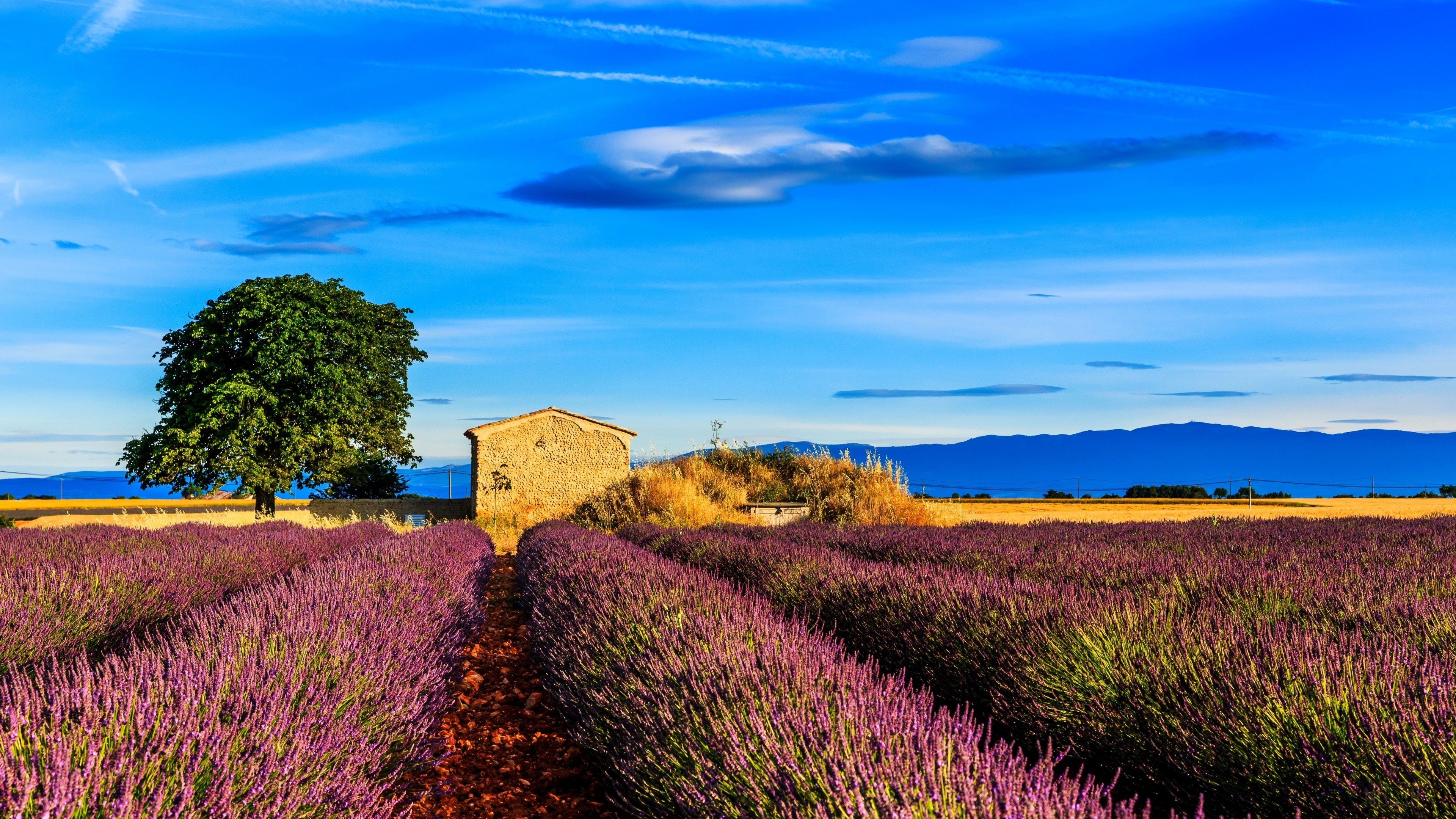 Lavender Field with Tree and Building HD Wallpaper