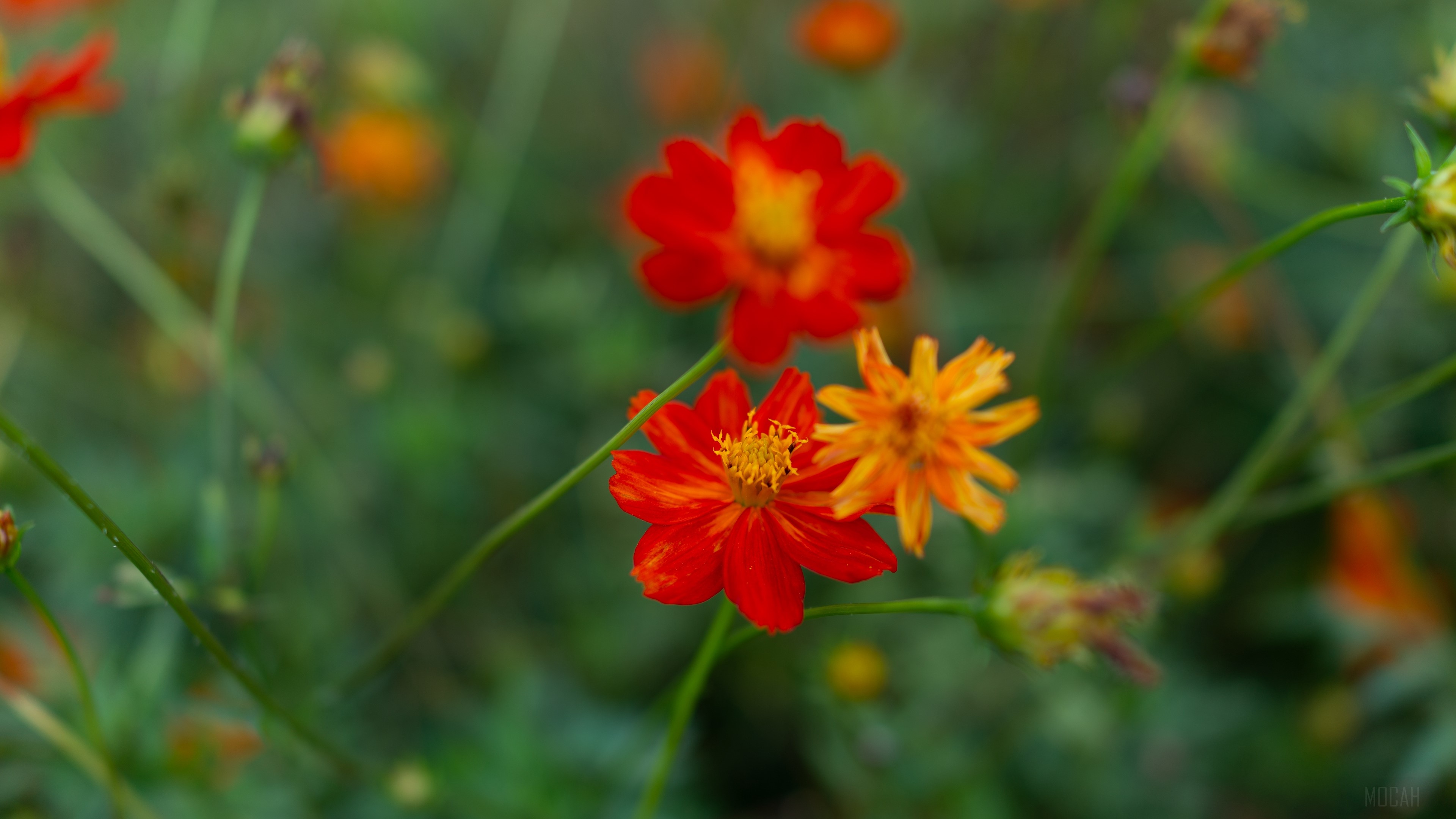 Red and orange cosmos flowers in blur 4K HD Wallpaper