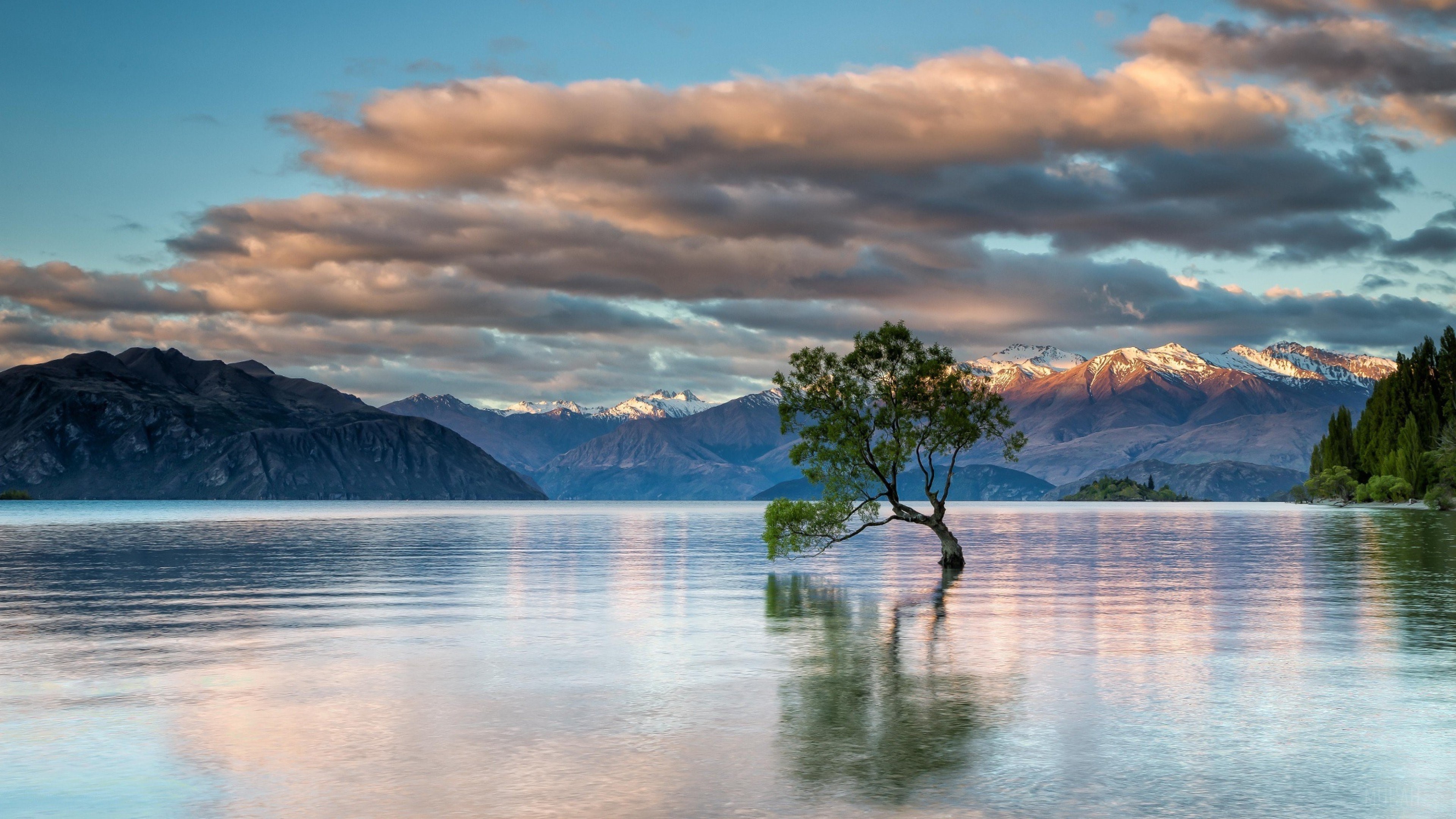 Tree in Lake Wanaka with Snow-Capped Mountains HD Wallpaper