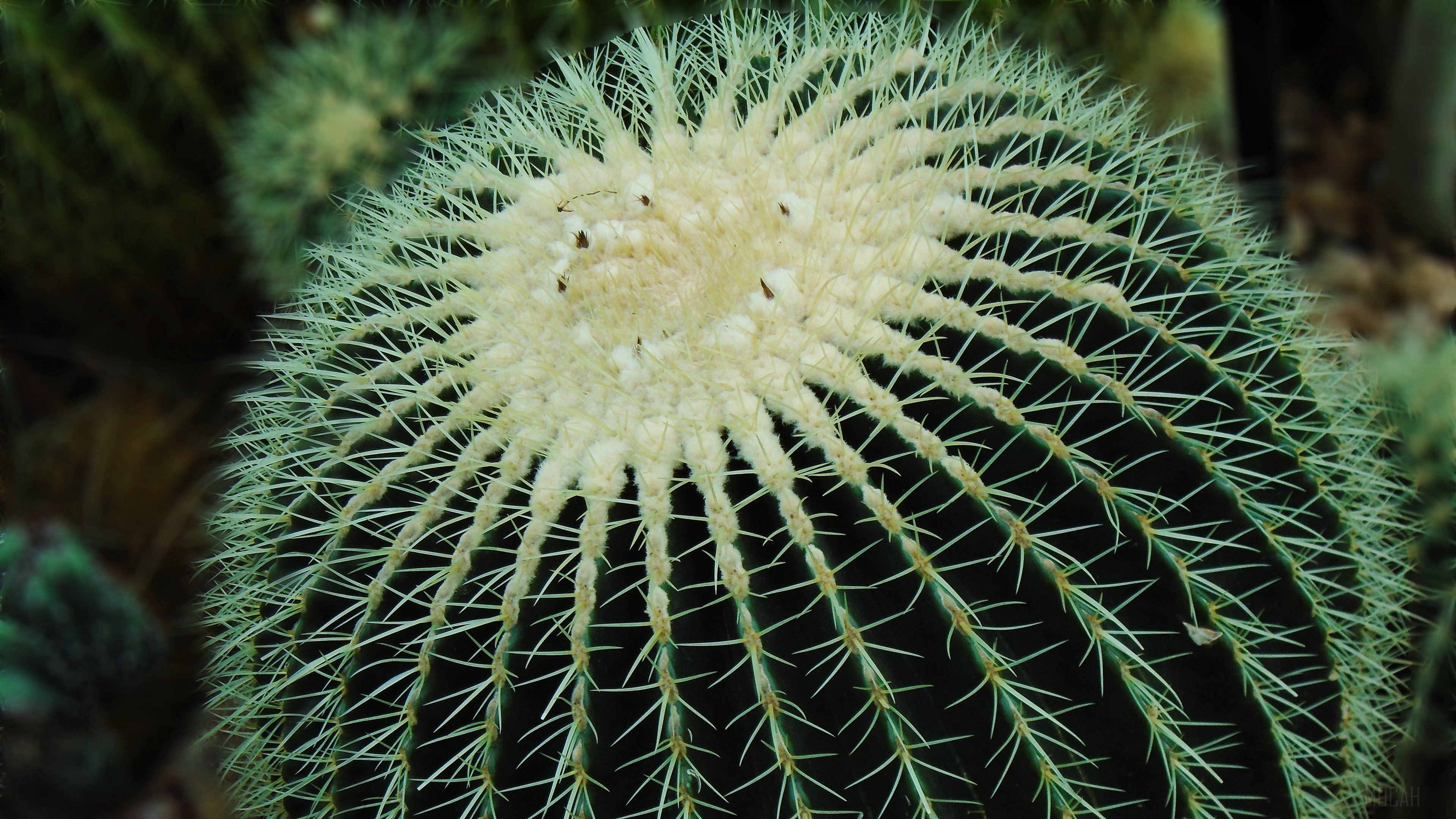 Golden Barrel Cactus with Sharp Spines 4K HD Wallpaper