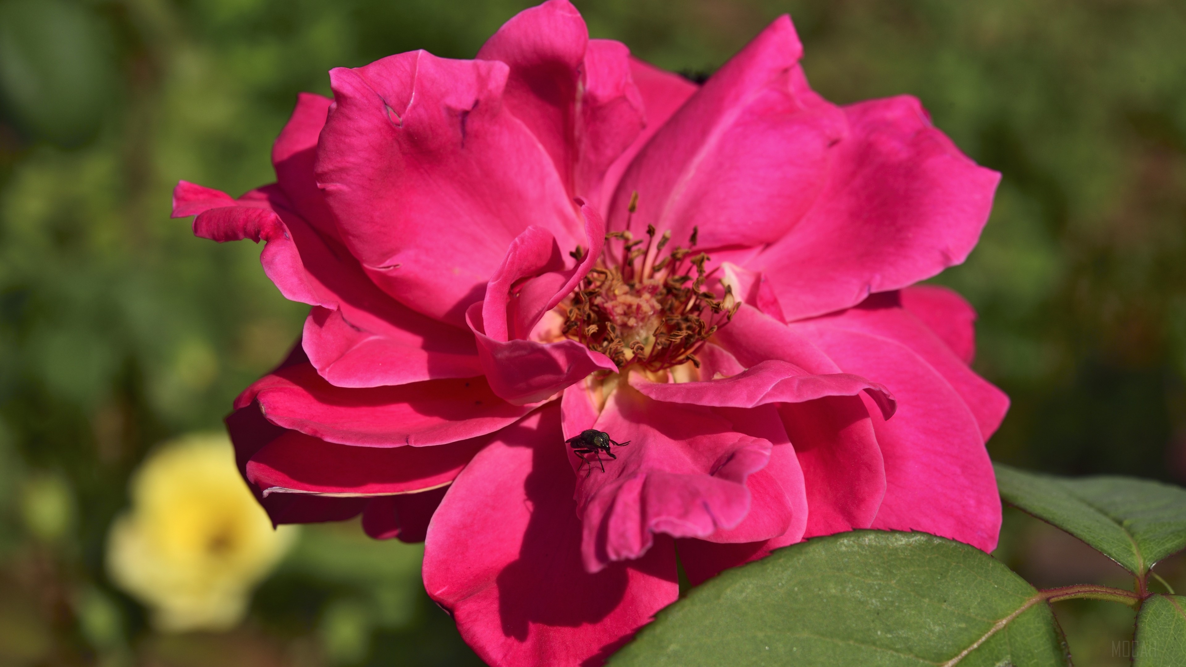 Close-up of a pink rose with a fly HD Wallpaper