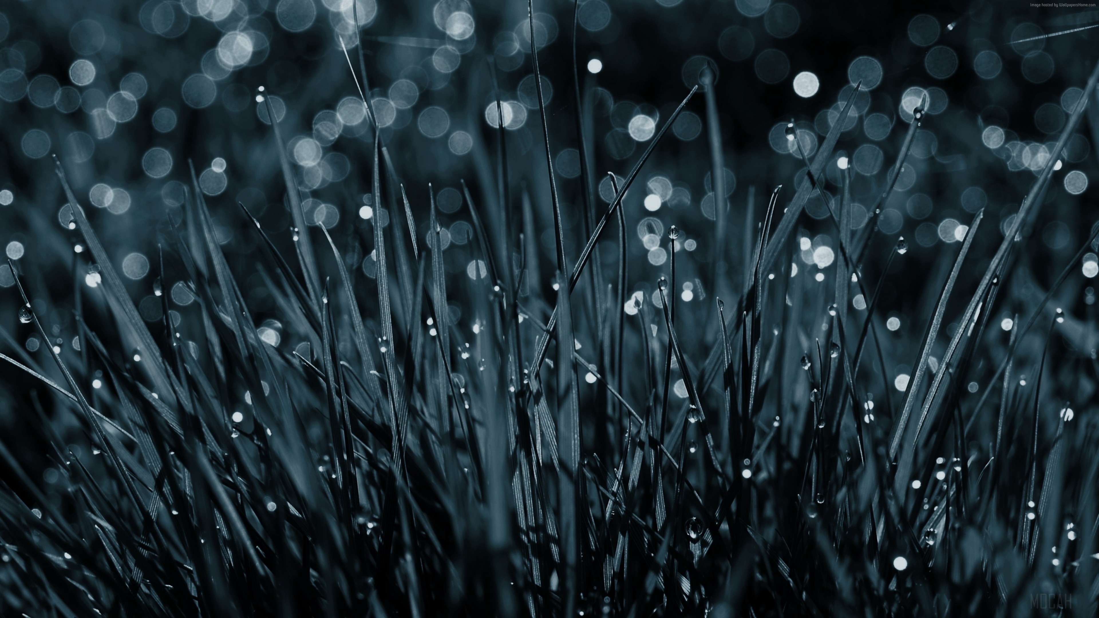 Dew Drops On Grass HD Wallpaper