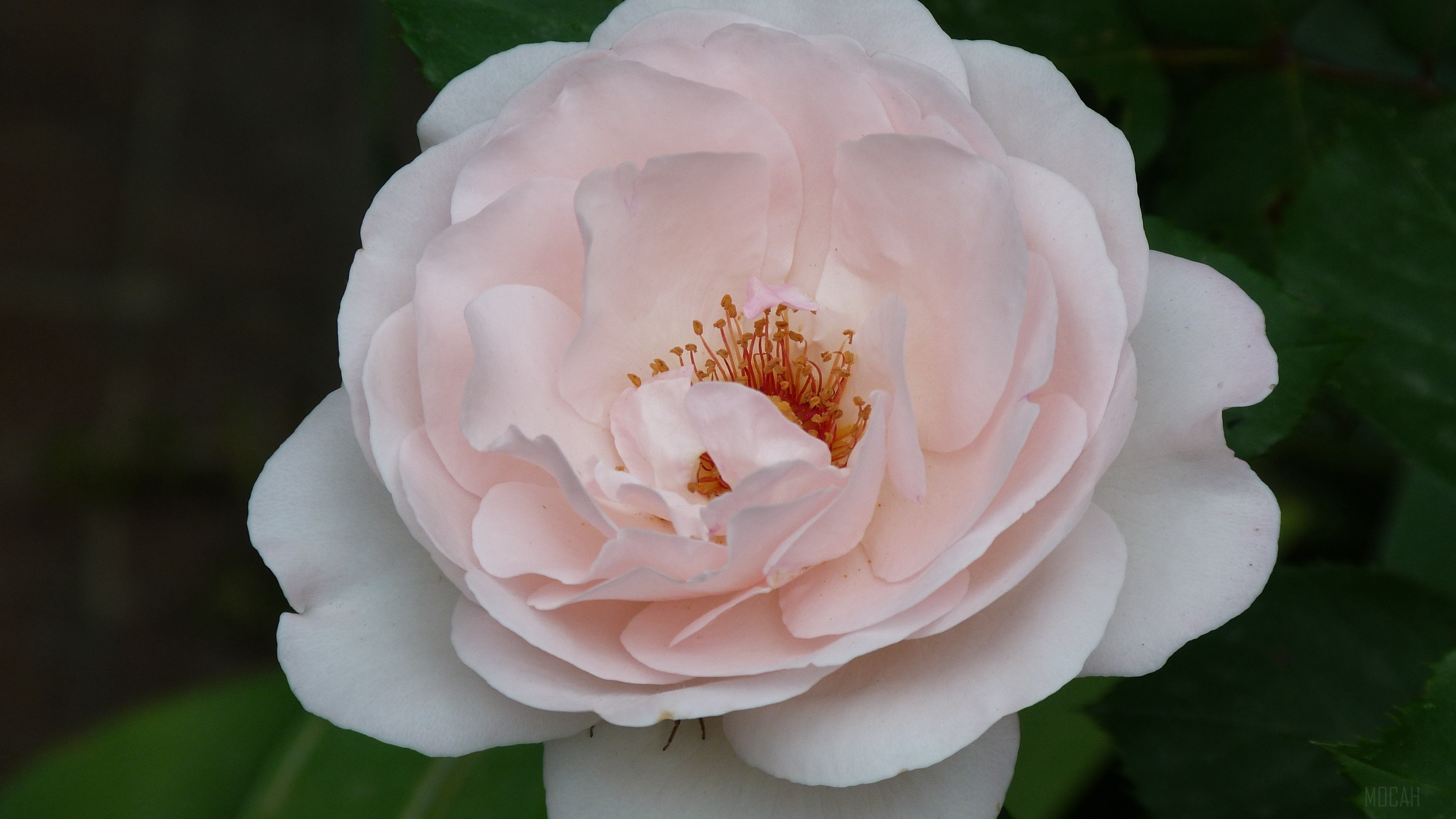 Close up of a pink rose flower HD Wallpaper