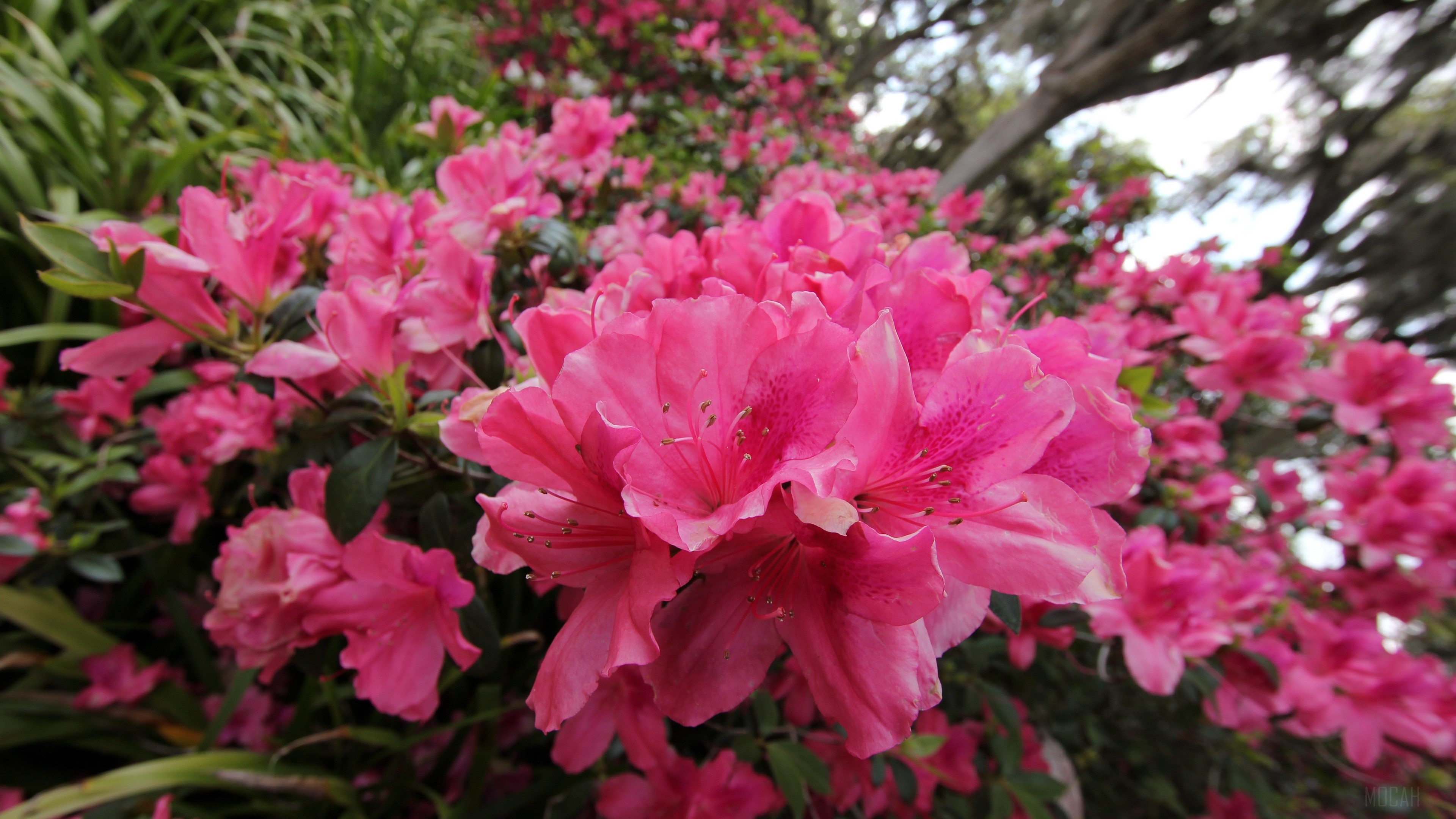 Pink Azalea Flowers in Bloom HD Wallpaper