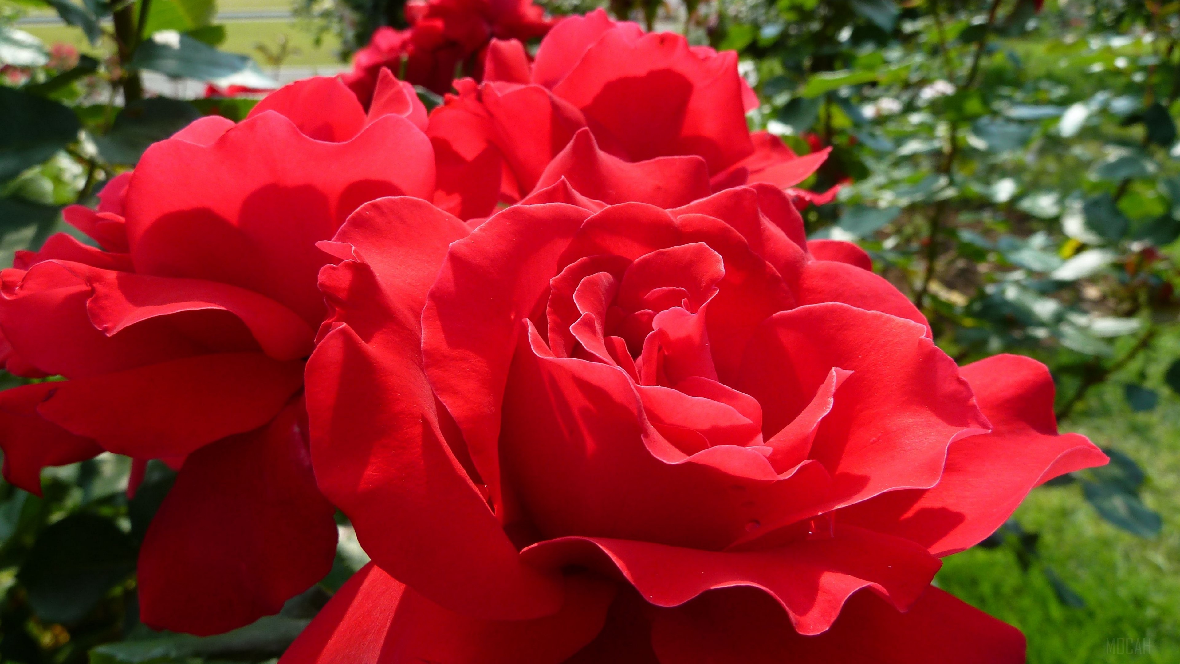 Close-up of red roses in a park 4K HD Wallpaper