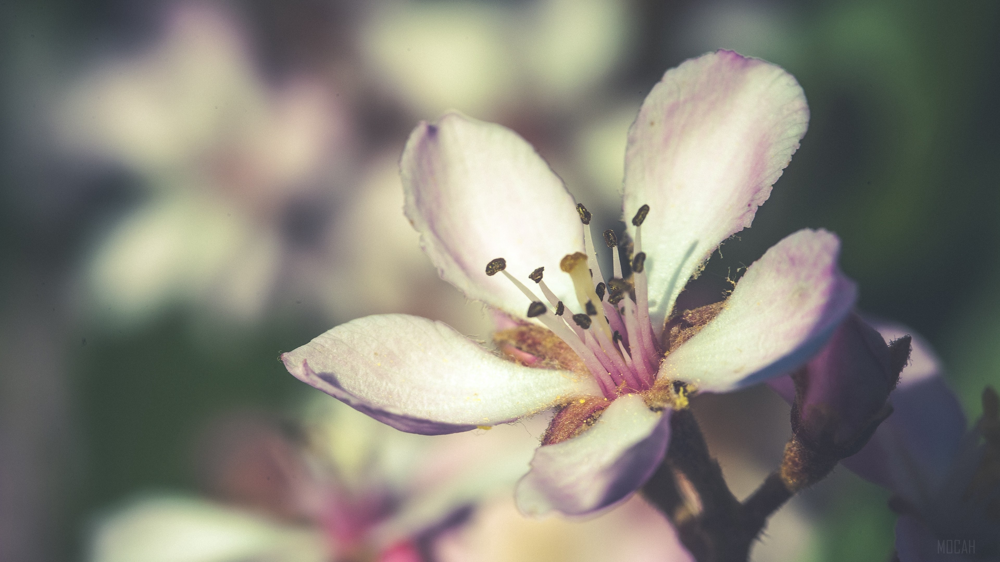 Close-up of a delicate pink and white flower in bloom HD Wallpaper