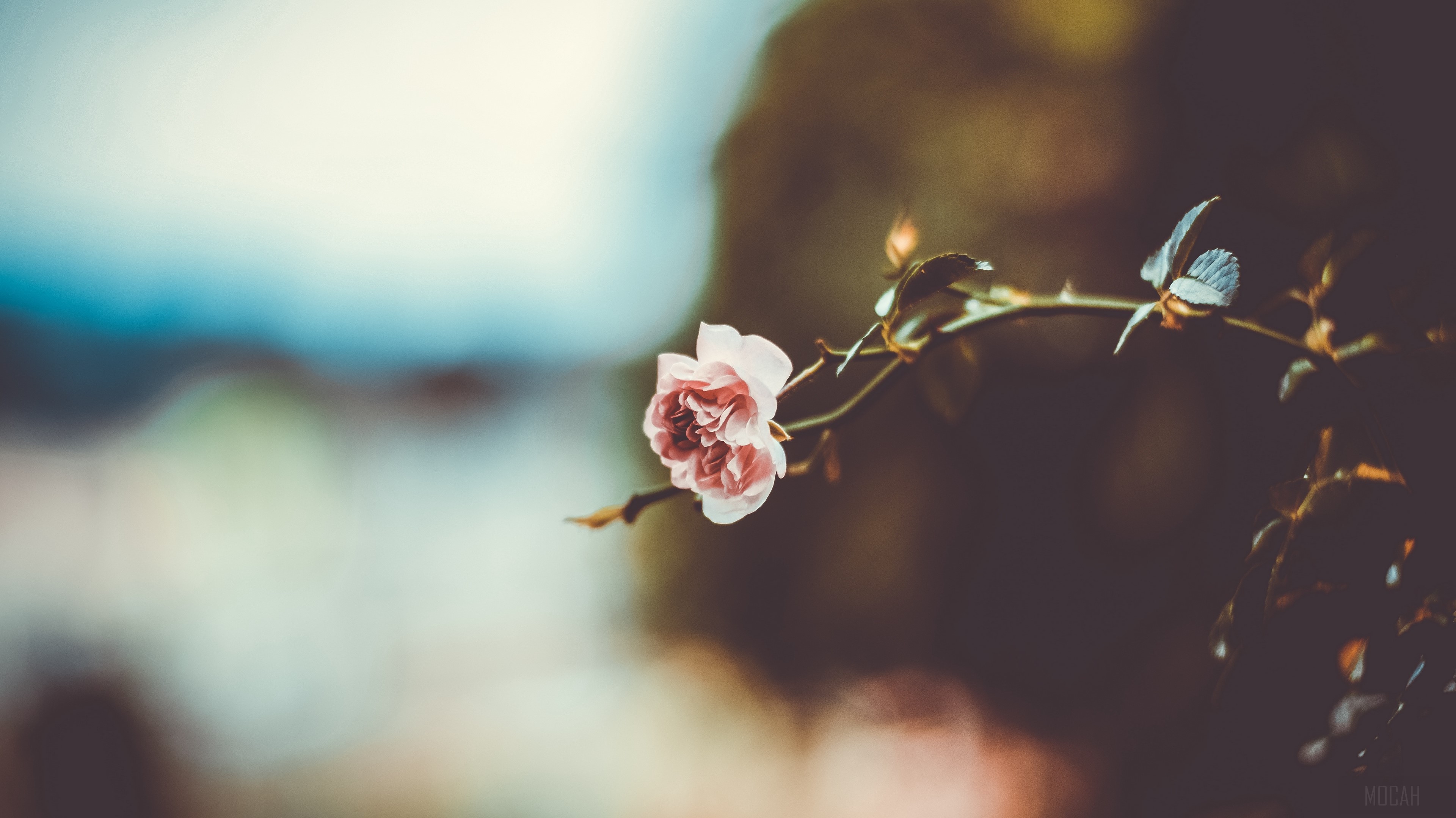 Pink rose on a branch with blurred background 4K HD Wallpaper
