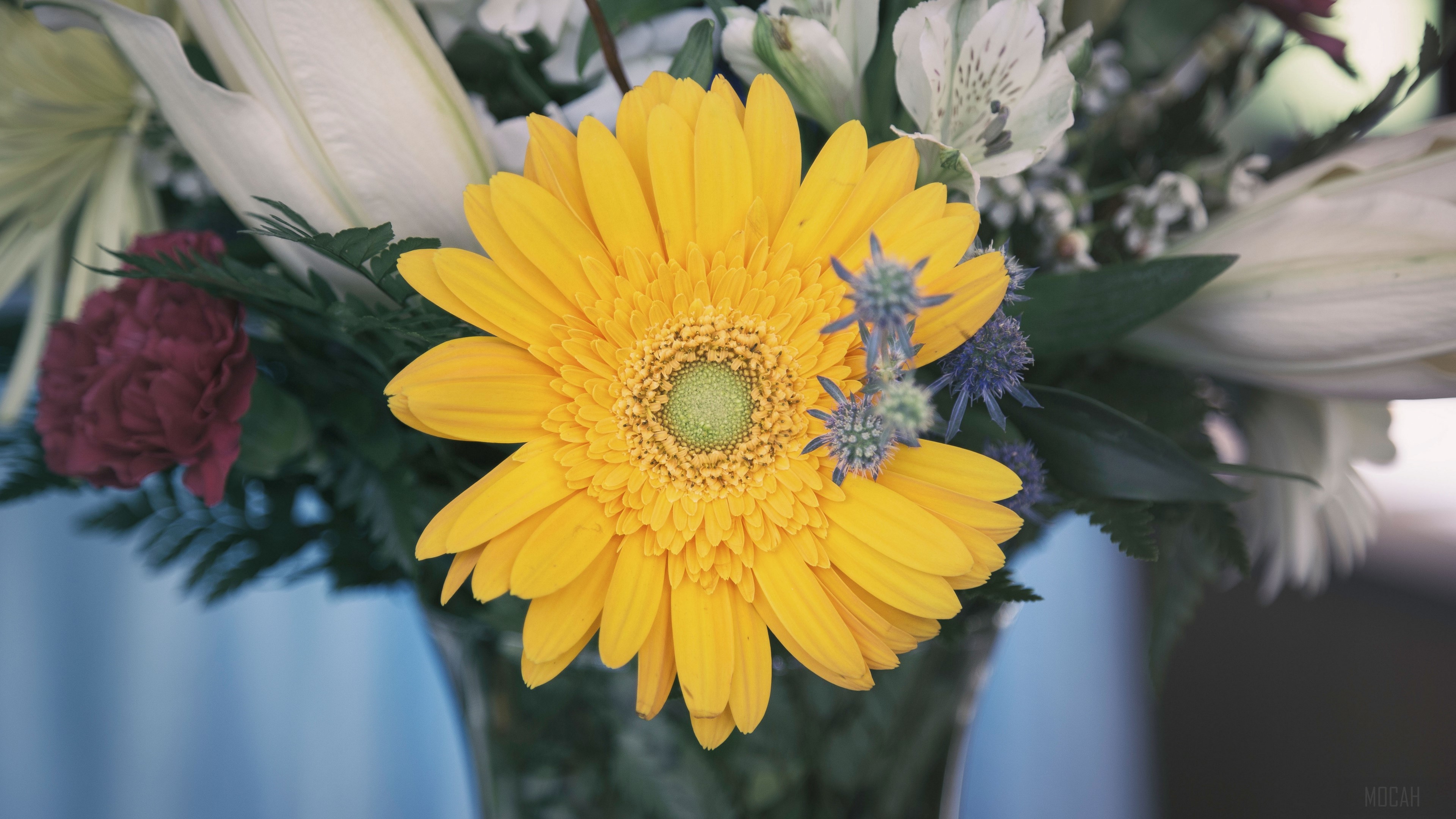 Yellow Gerbera Daisy in a Bouquet HD Wallpaper