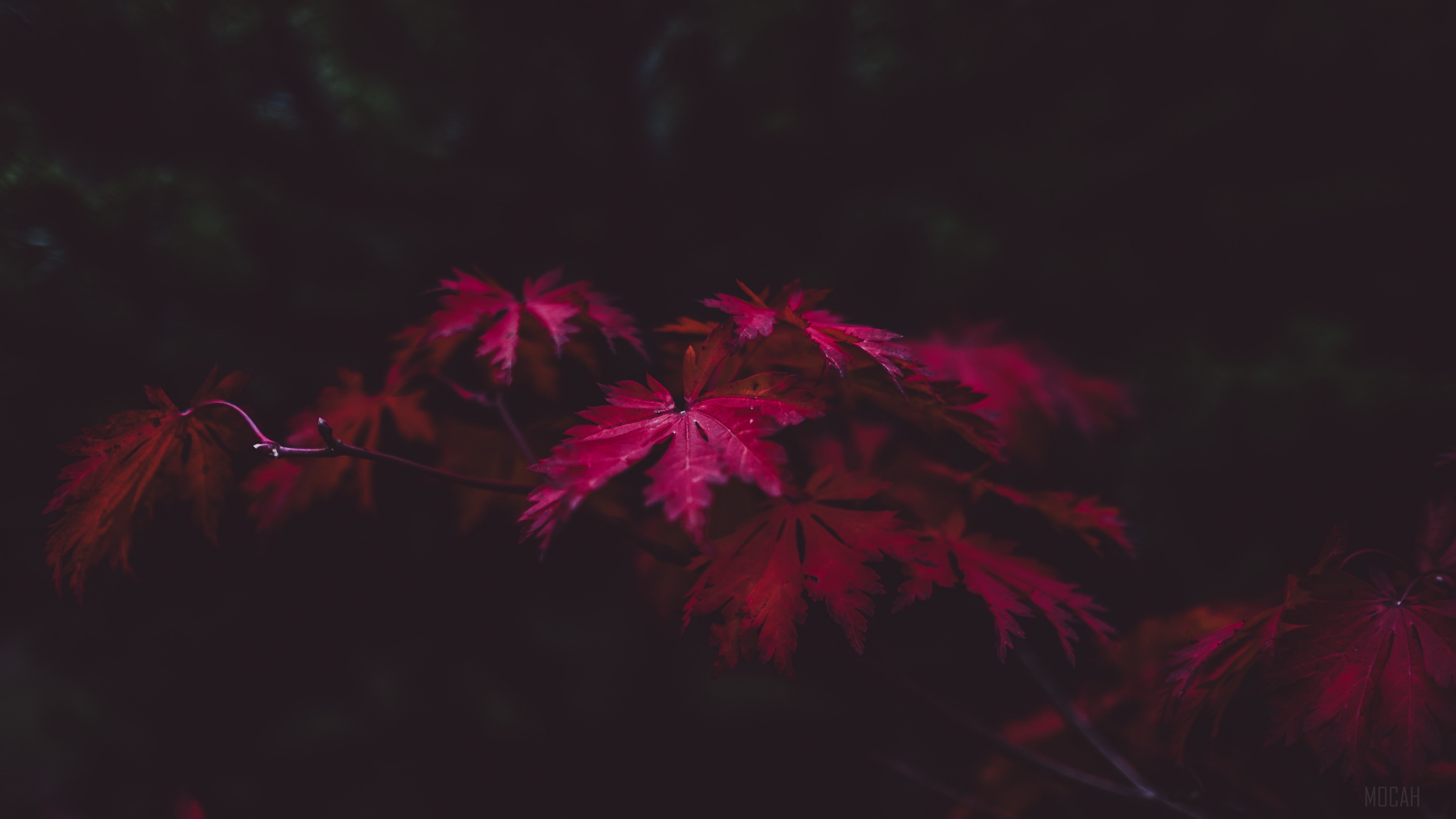 Red Leaves HD Wallpaper