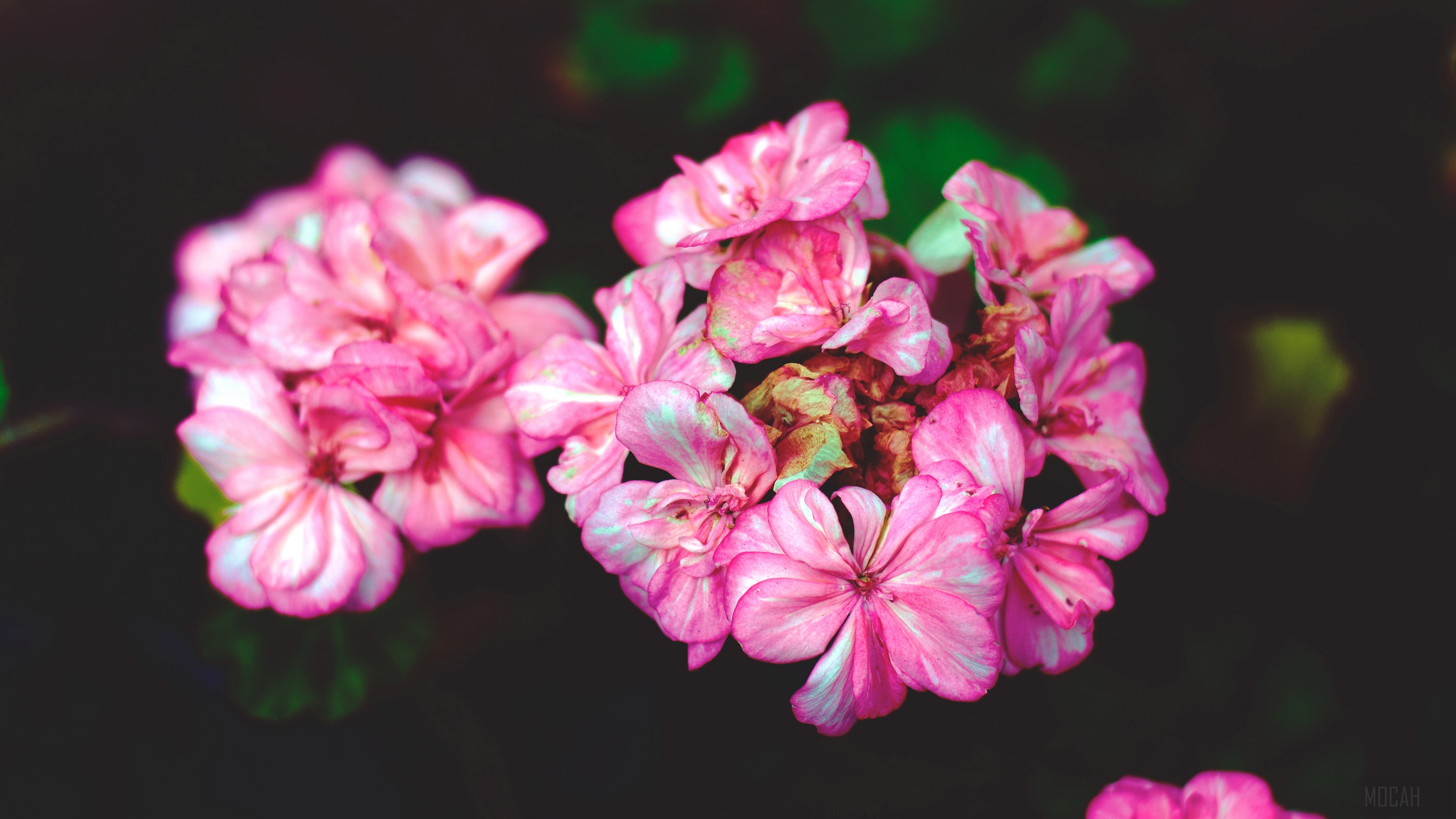 Pink flowers with green leaves 4K HD Wallpaper