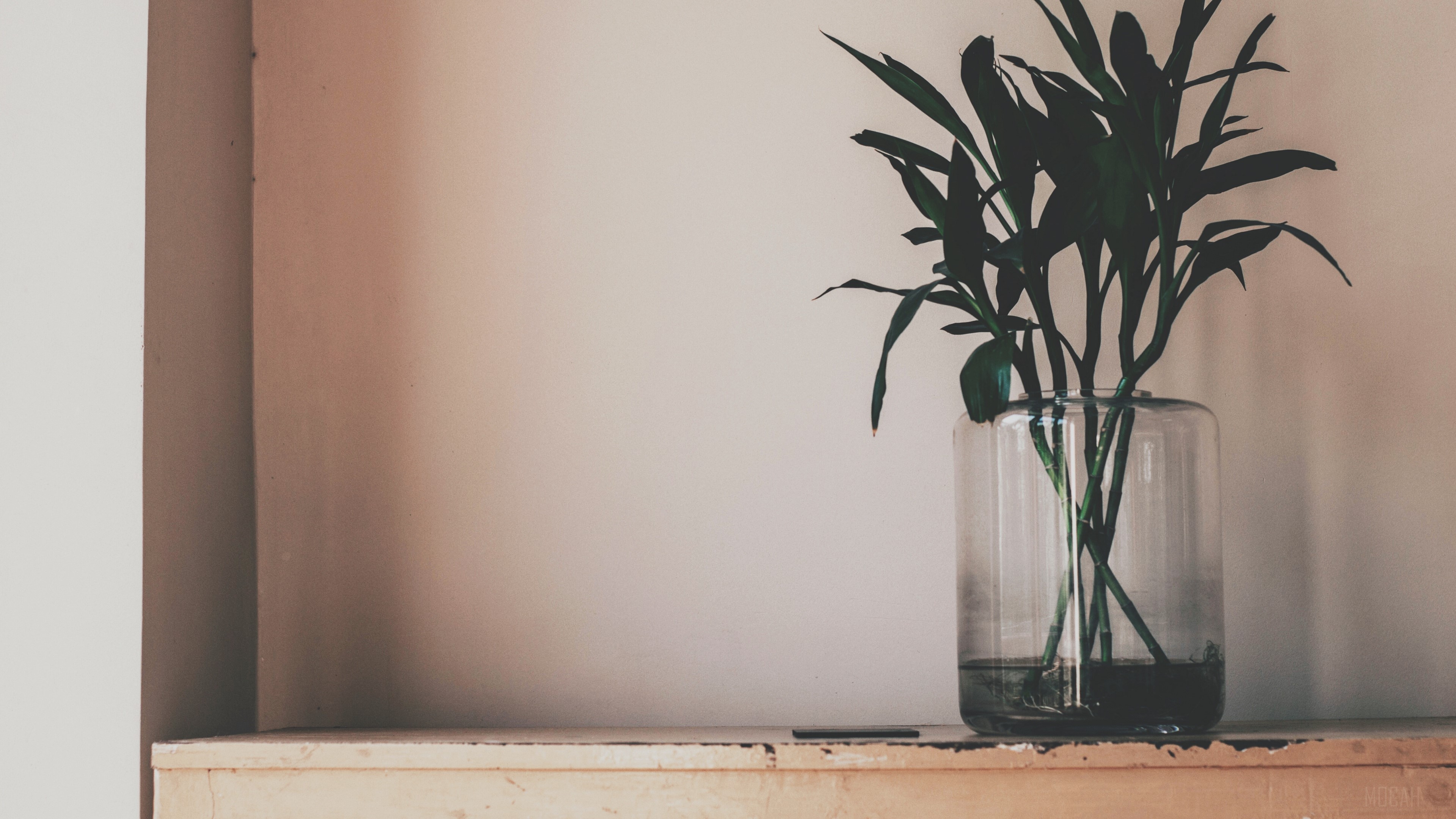 Plant in a glass vase on a shelf HD Wallpaper