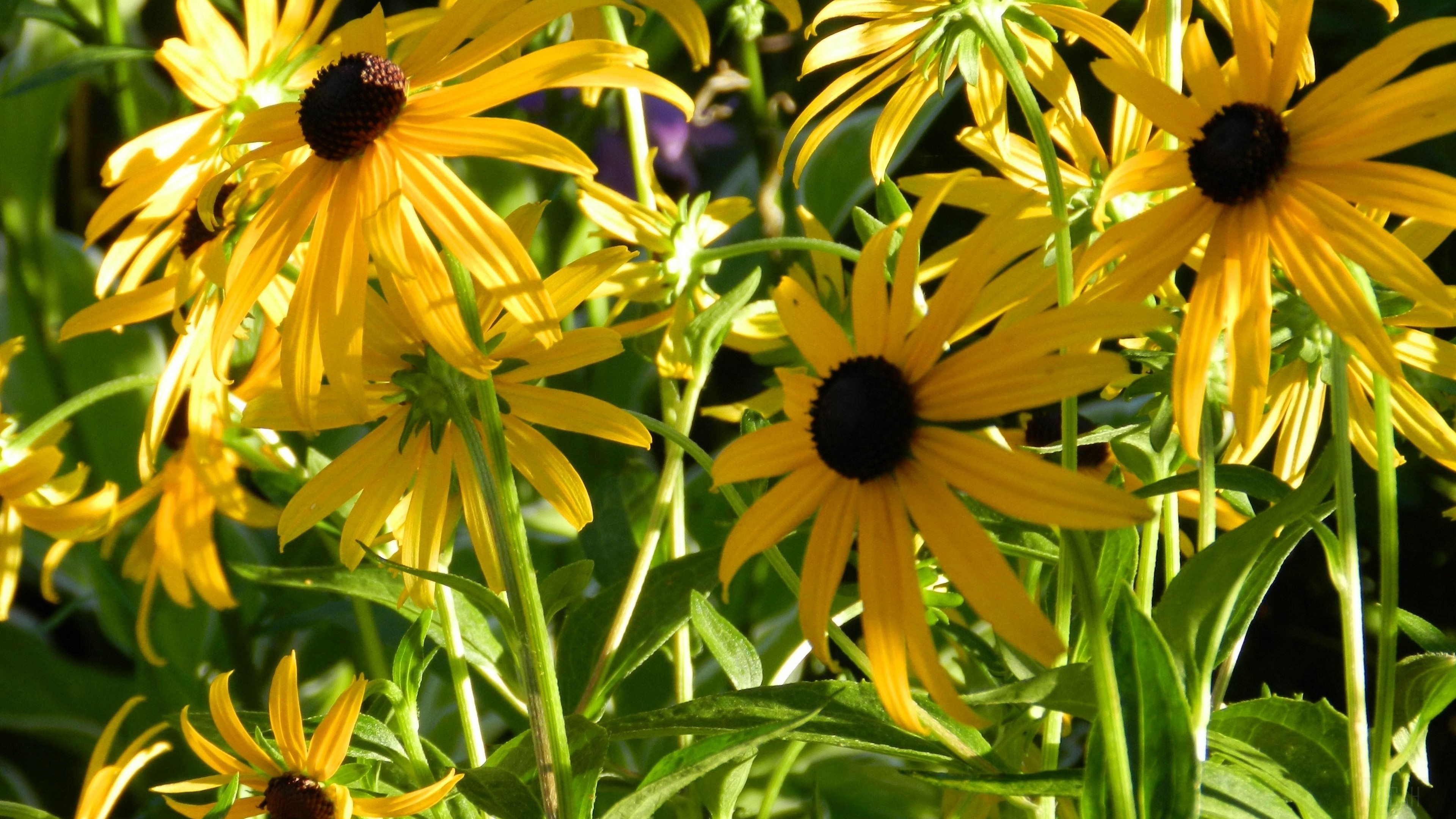 Black-eyed Susans in a garden, sharpness 4K HD Wallpaper