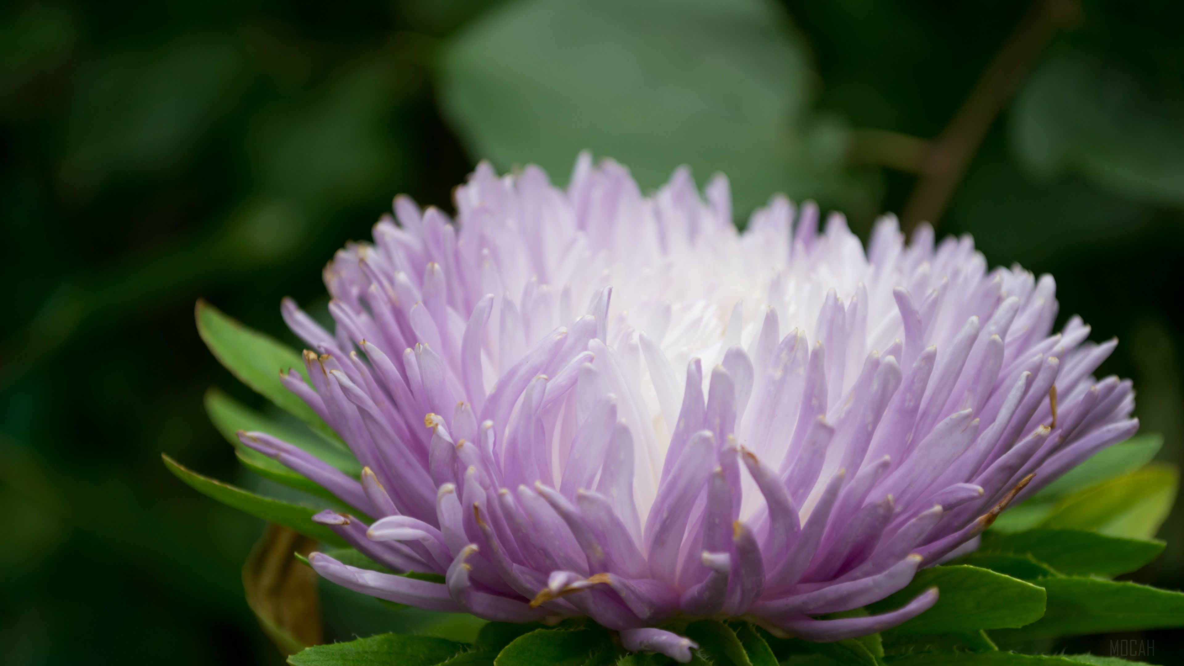 Close-up of a purple aster flower HD Wallpaper
