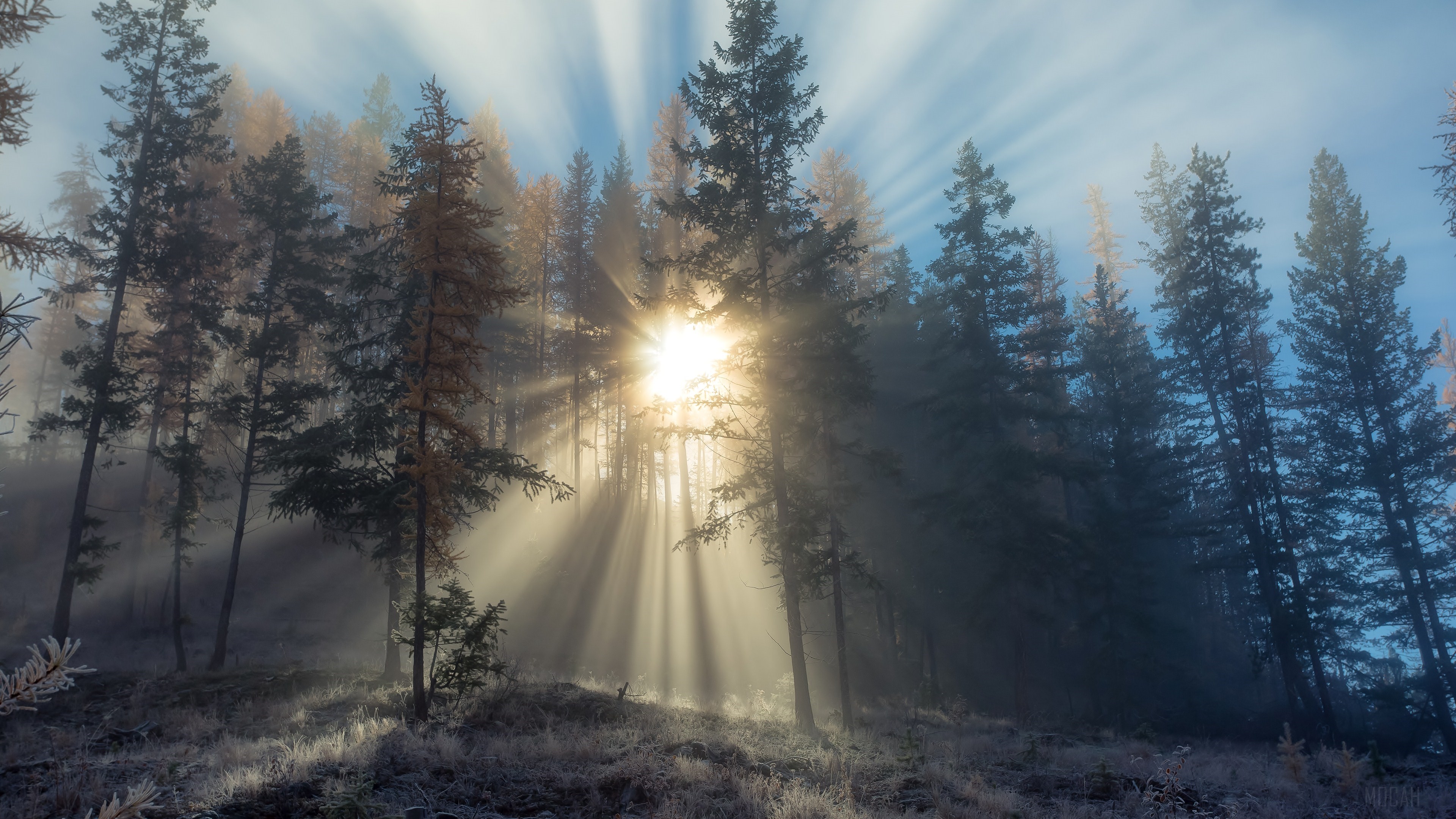 Sunlight Rays Through Snowy Forest 4K HD Wallpaper