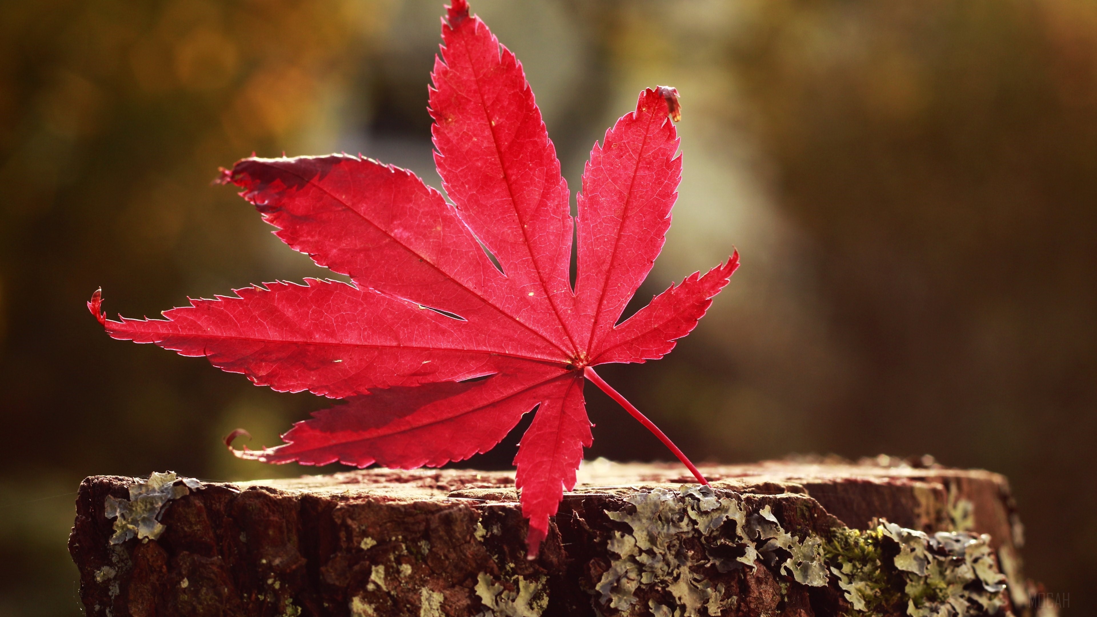 Red Maple Leaf on Tree Stump 4K HD Wallpaper