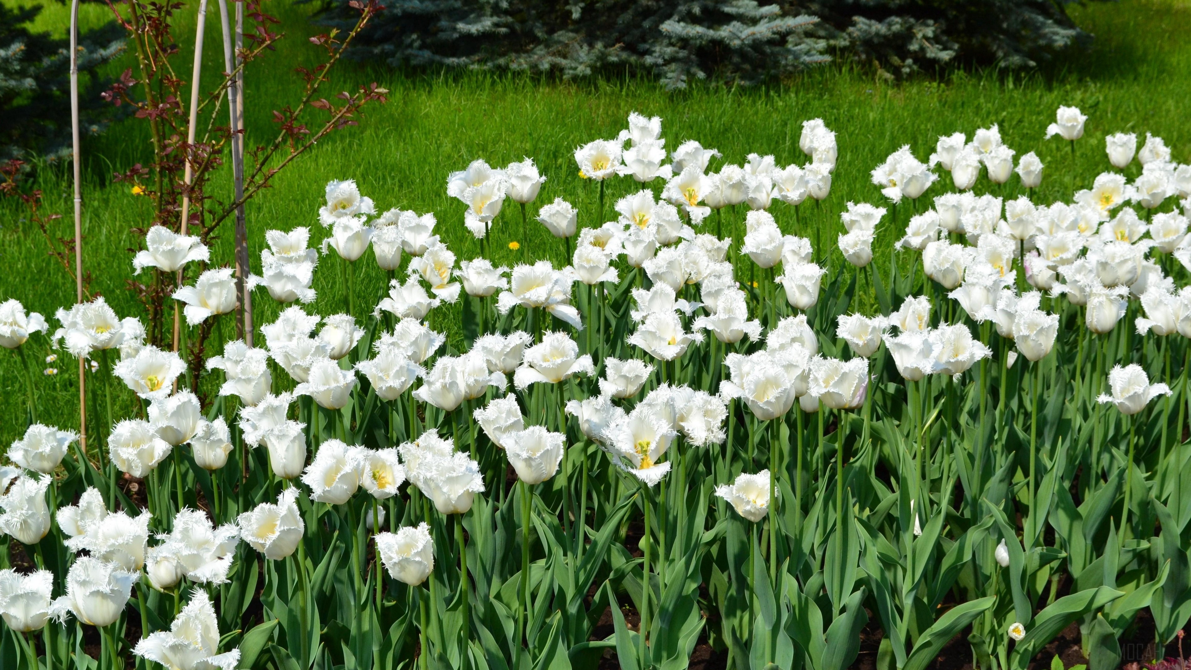 White fringed tulips in a sunny garden HD Wallpaper