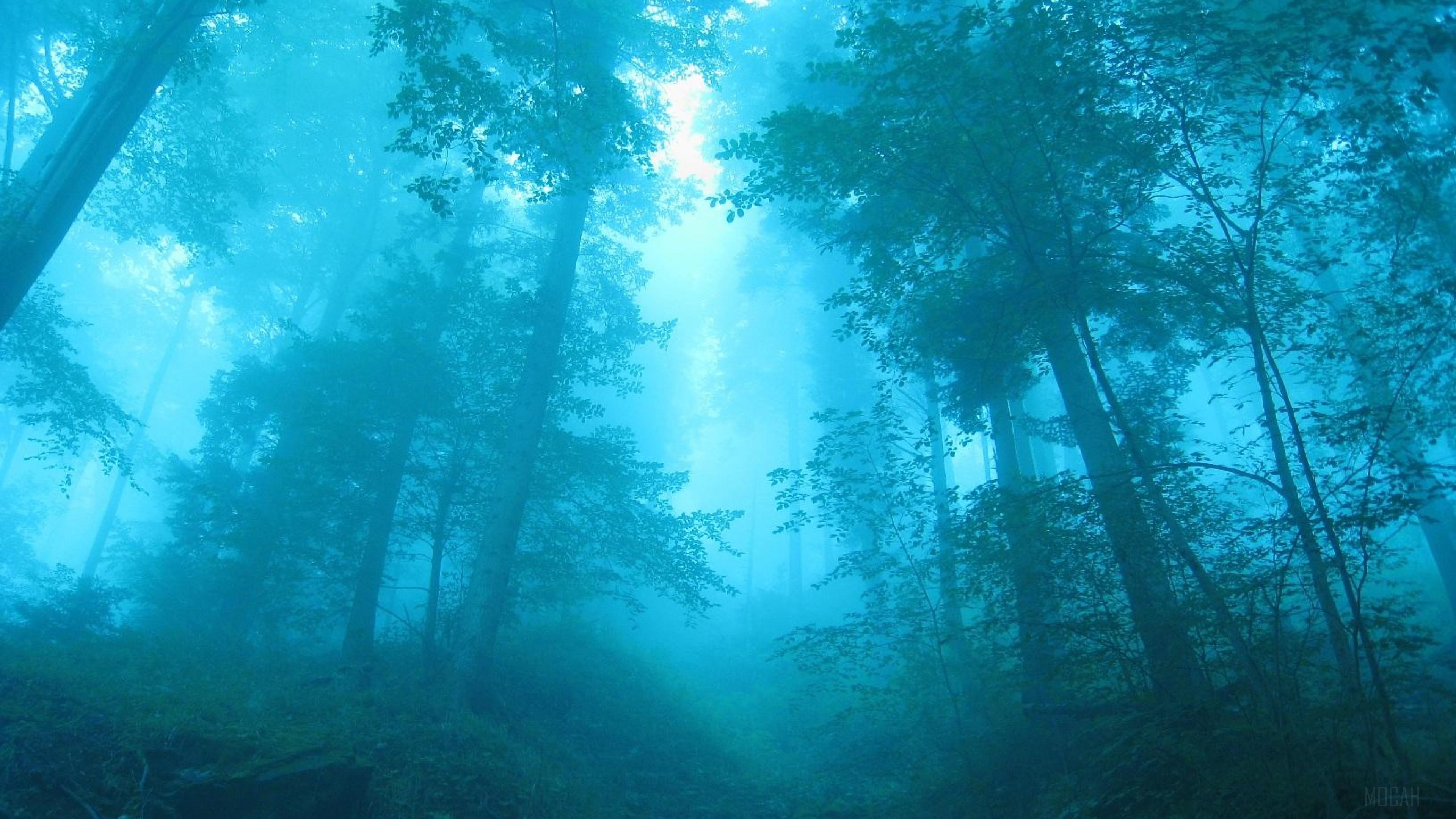 Foggy Forest 4K HD Wallpaper