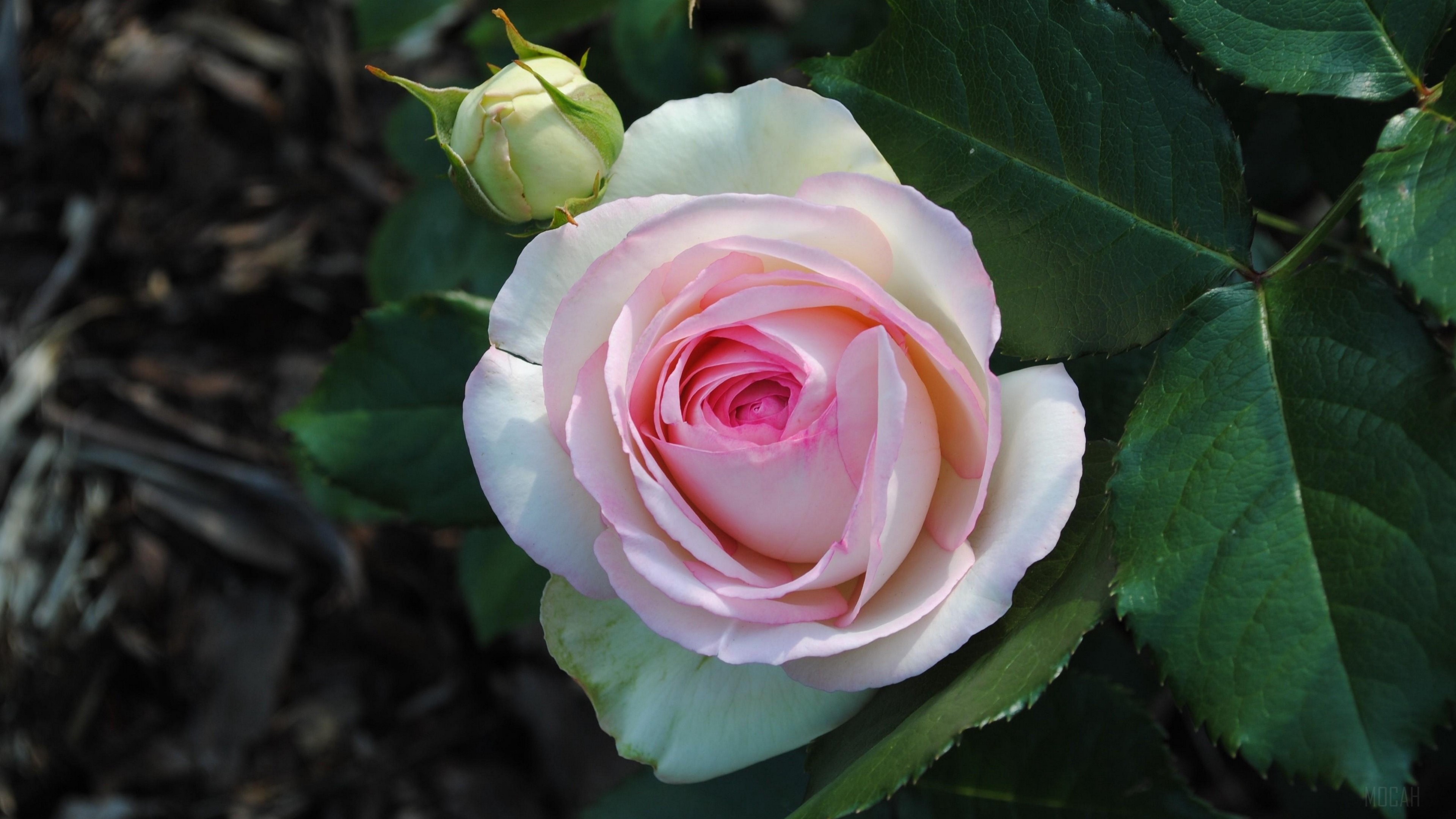 Pink and white rose with bud 4K HD Wallpaper