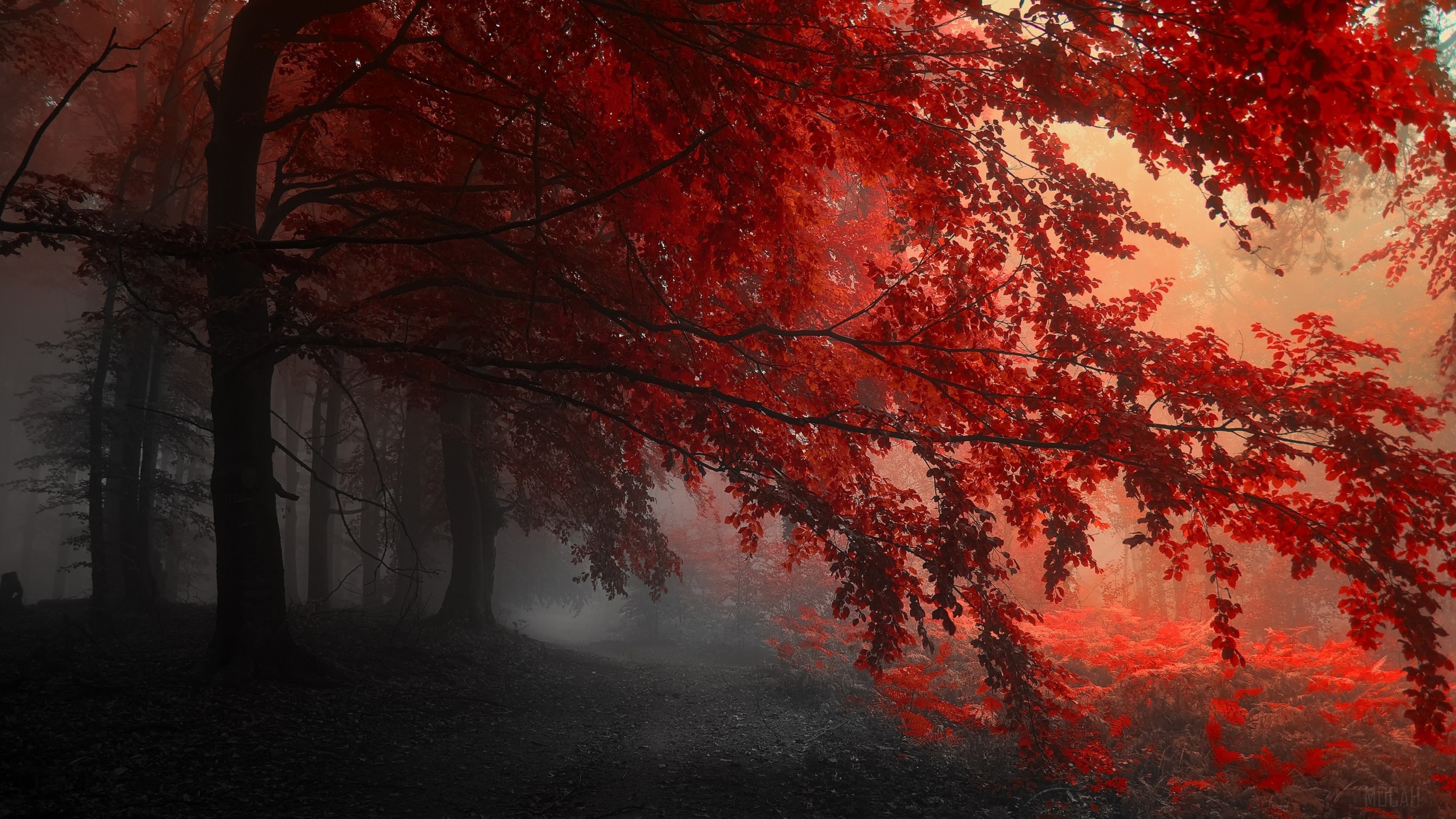 Red Forest Trees Path HD Wallpaper