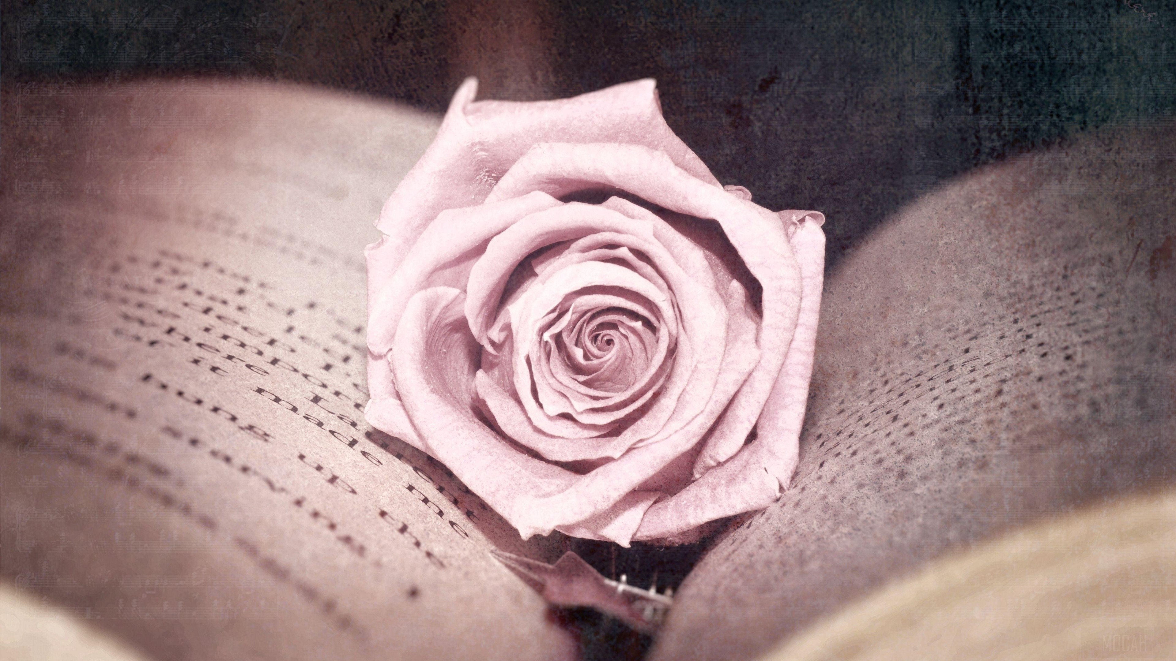 Pink rose on an open book HD Wallpaper