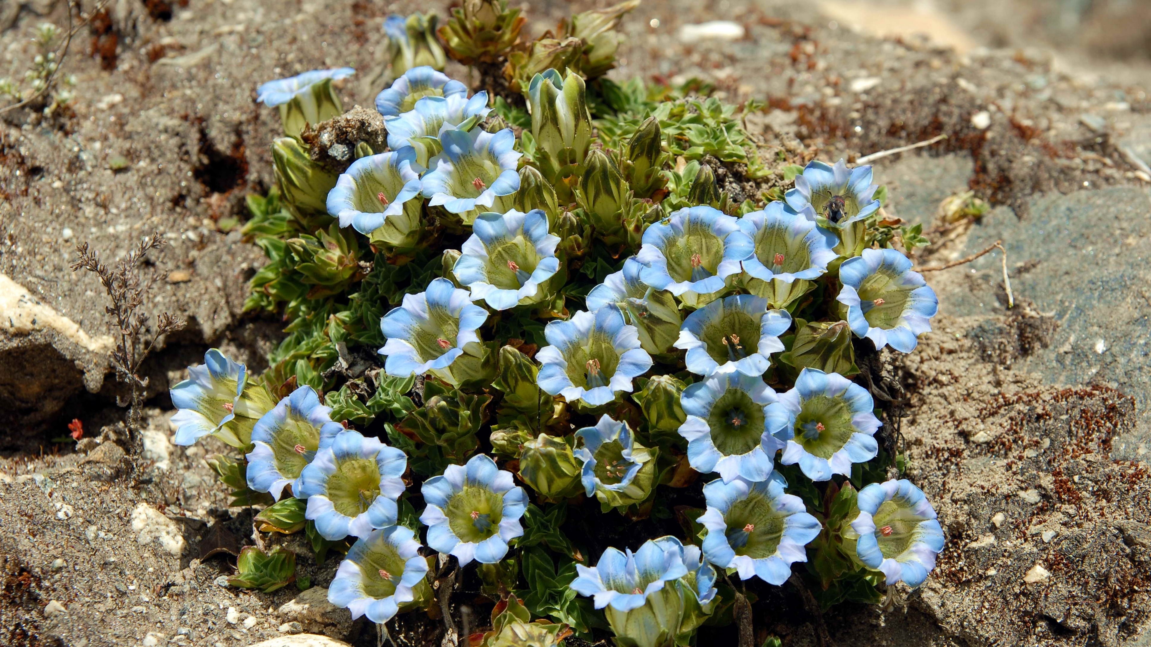 Close-up of blue flowers on stones 4K HD Wallpaper