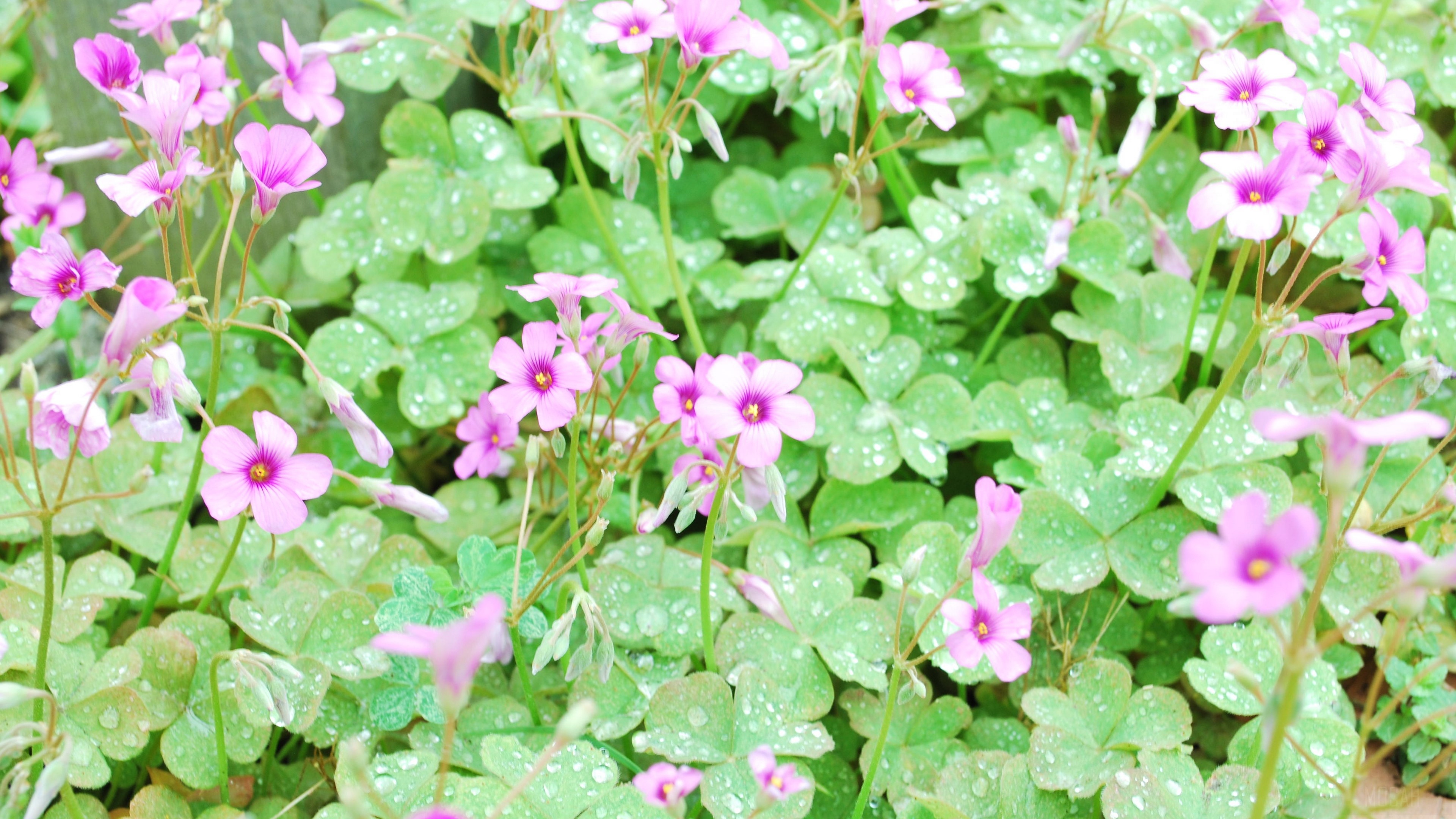 Pink flowers and green clover with dew drops 4K HD Wallpaper