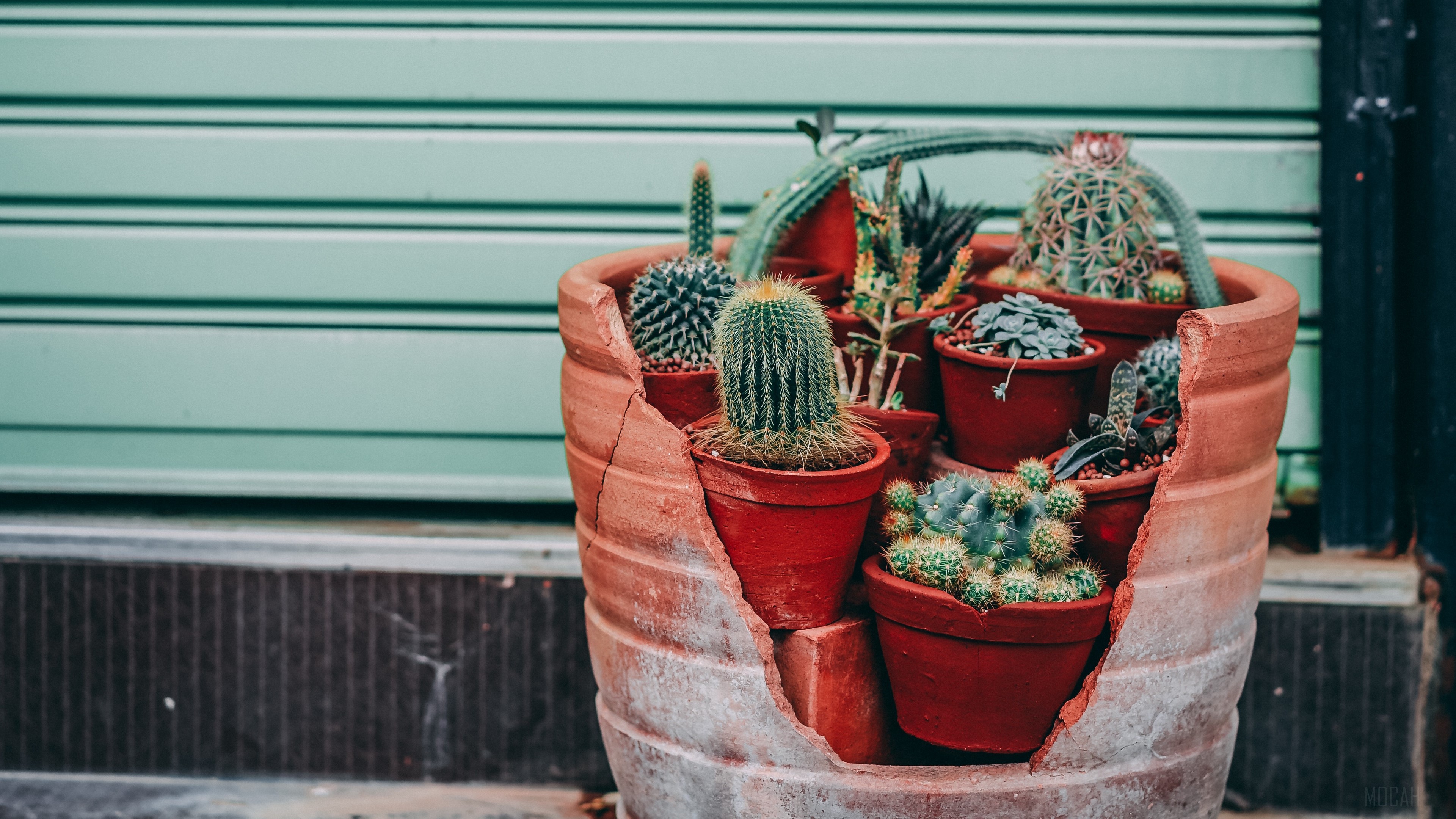 Broken pot with various cacti and succulents HD Wallpaper