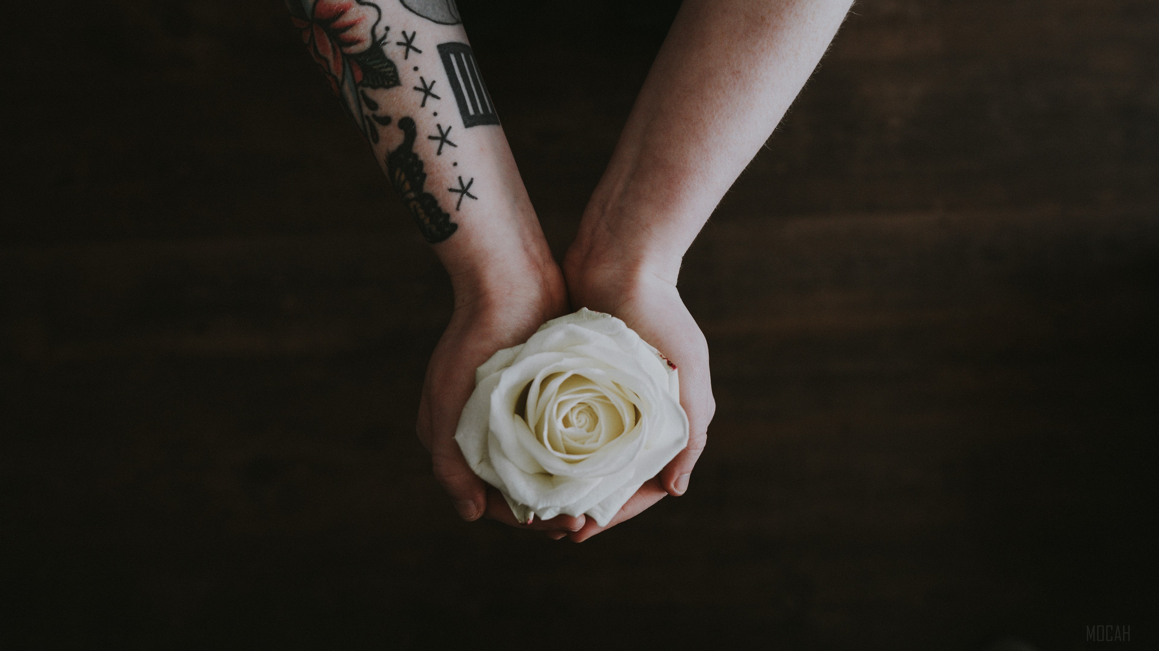 Hands holding a white rose with tattoos HD Wallpaper