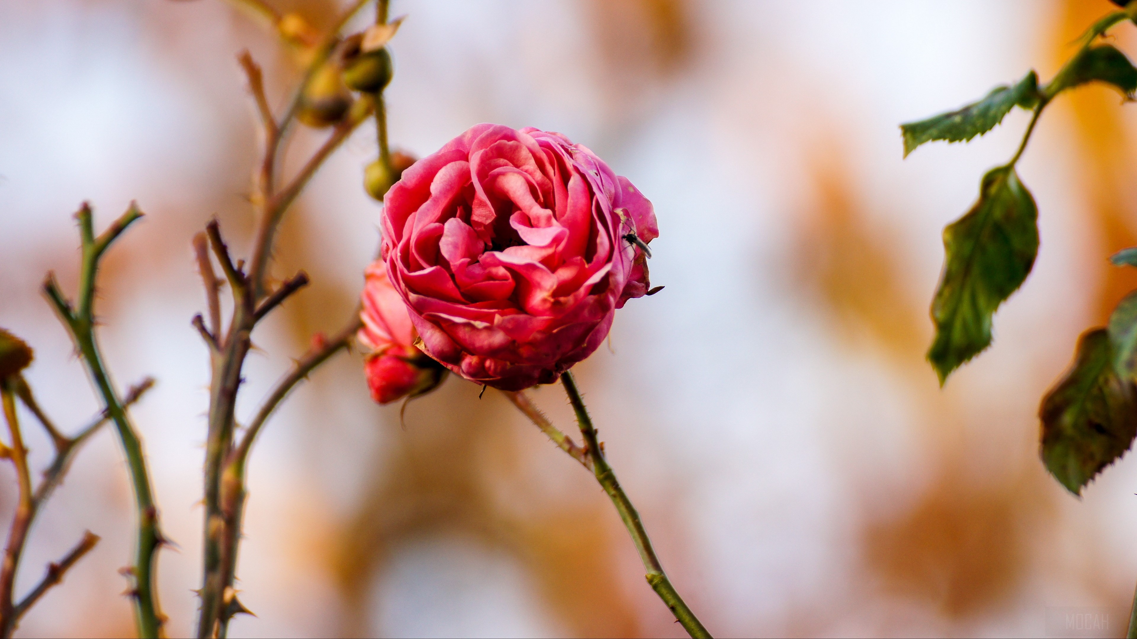 Close-up of a pink rose in bloom HD Wallpaper