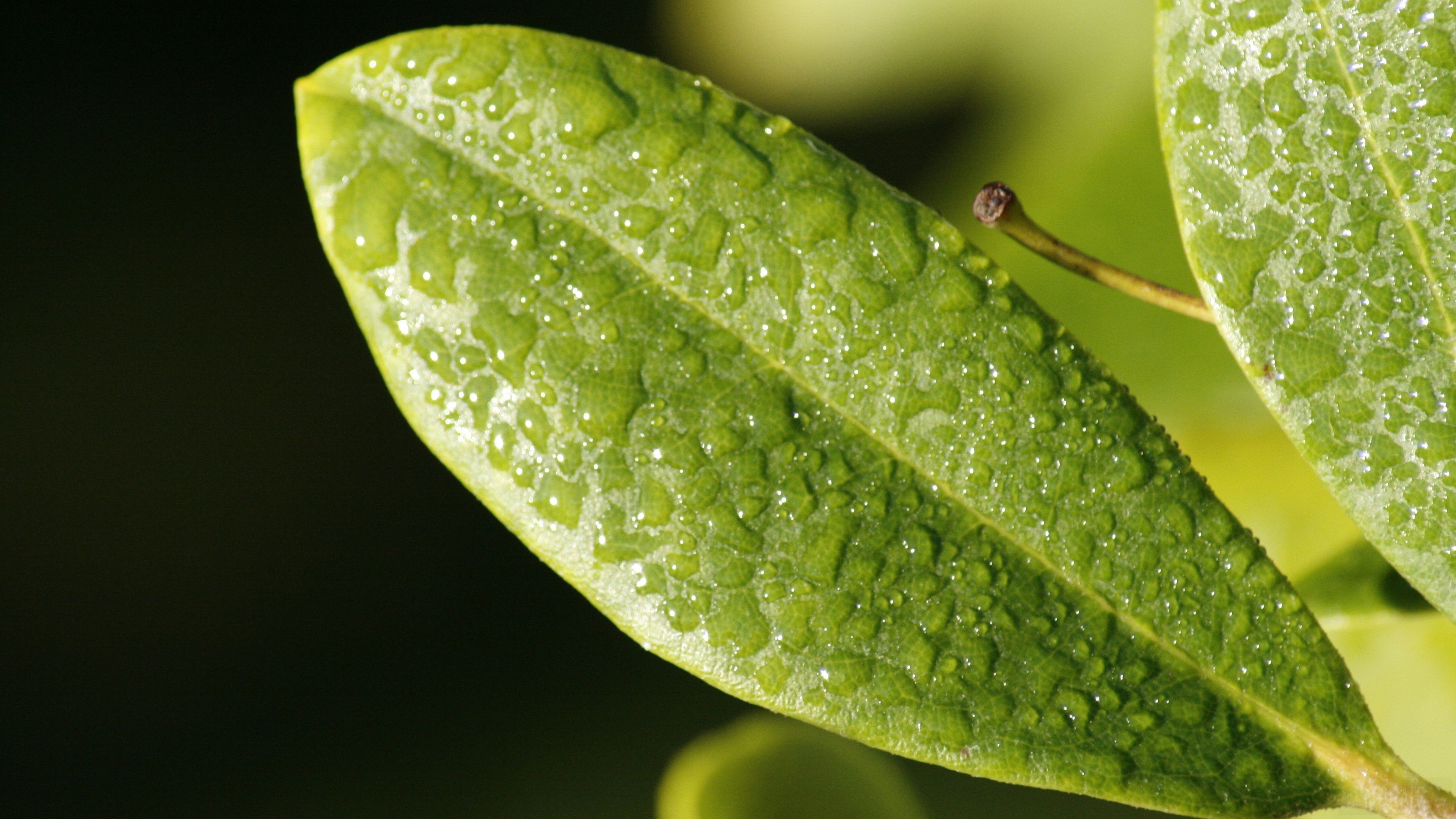 Green leaf with water drops HD Wallpaper