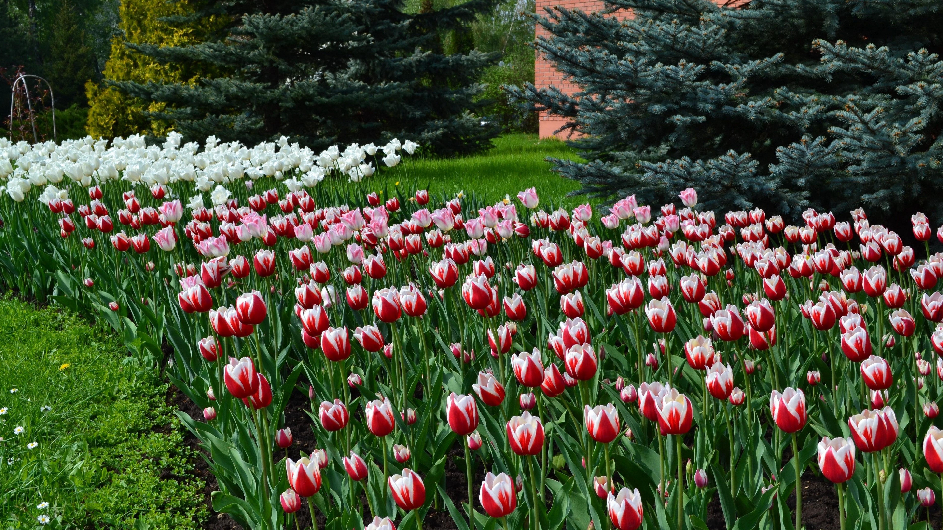 Flowerbed of red and white tulips with blue spruce trees HD Wallpaper