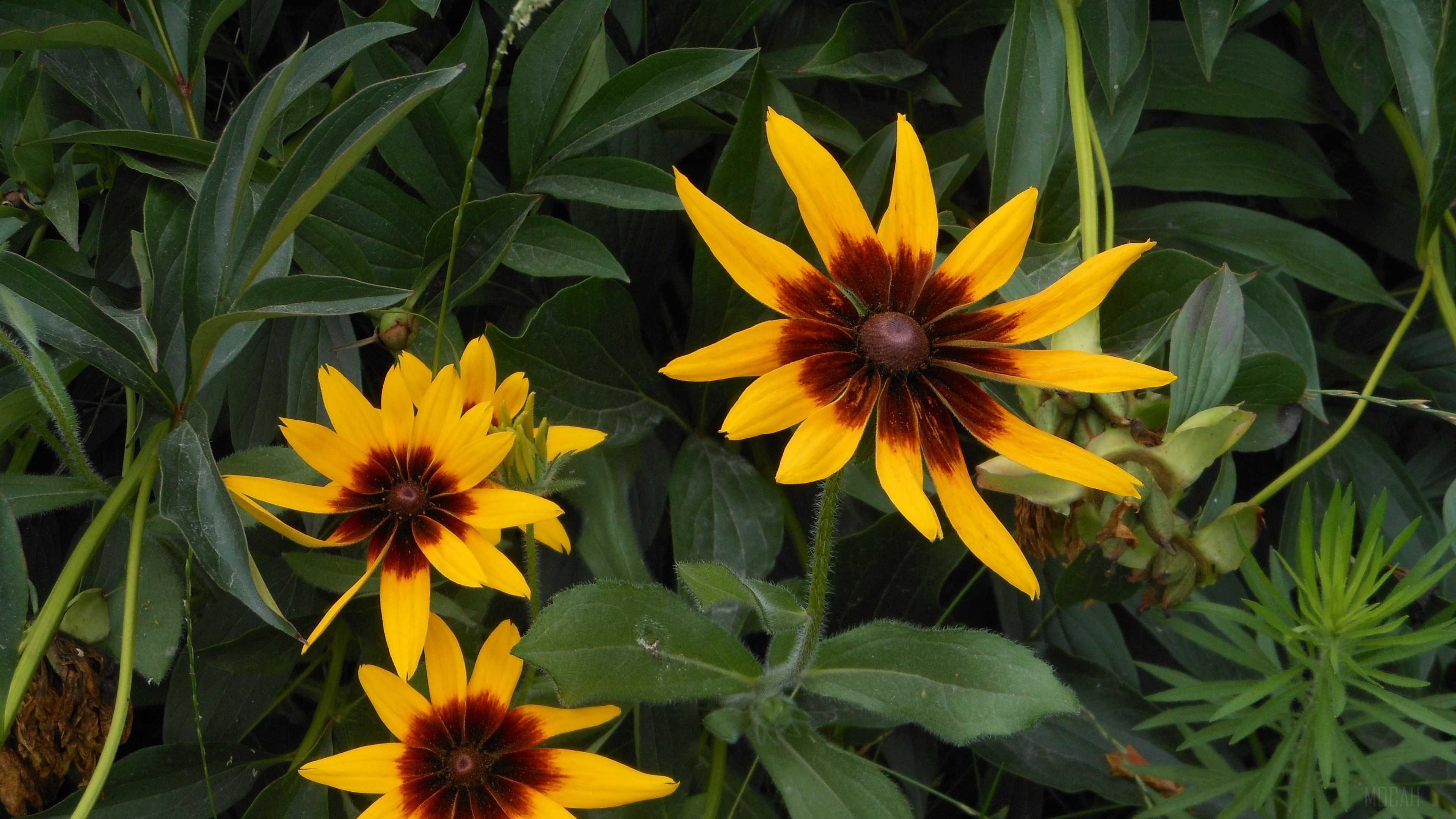 Rudbeckia flowers in summer 4K HD Wallpaper